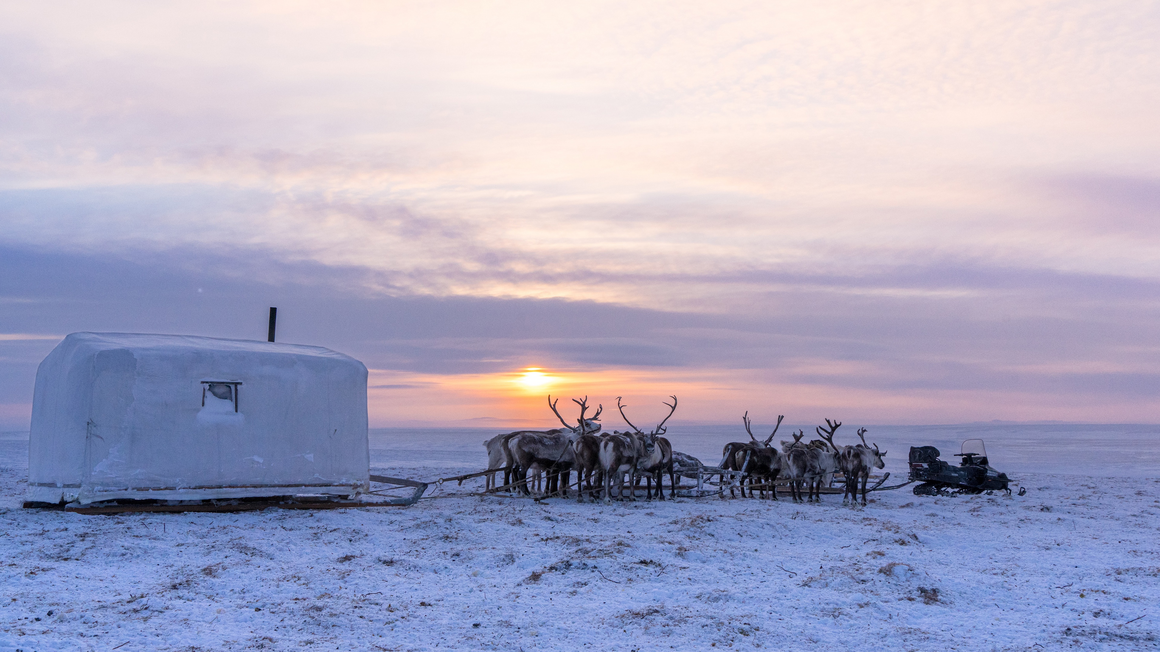 Reindeer and Sleigh in Snowy Landscape at Sunset HD Wallpaper
