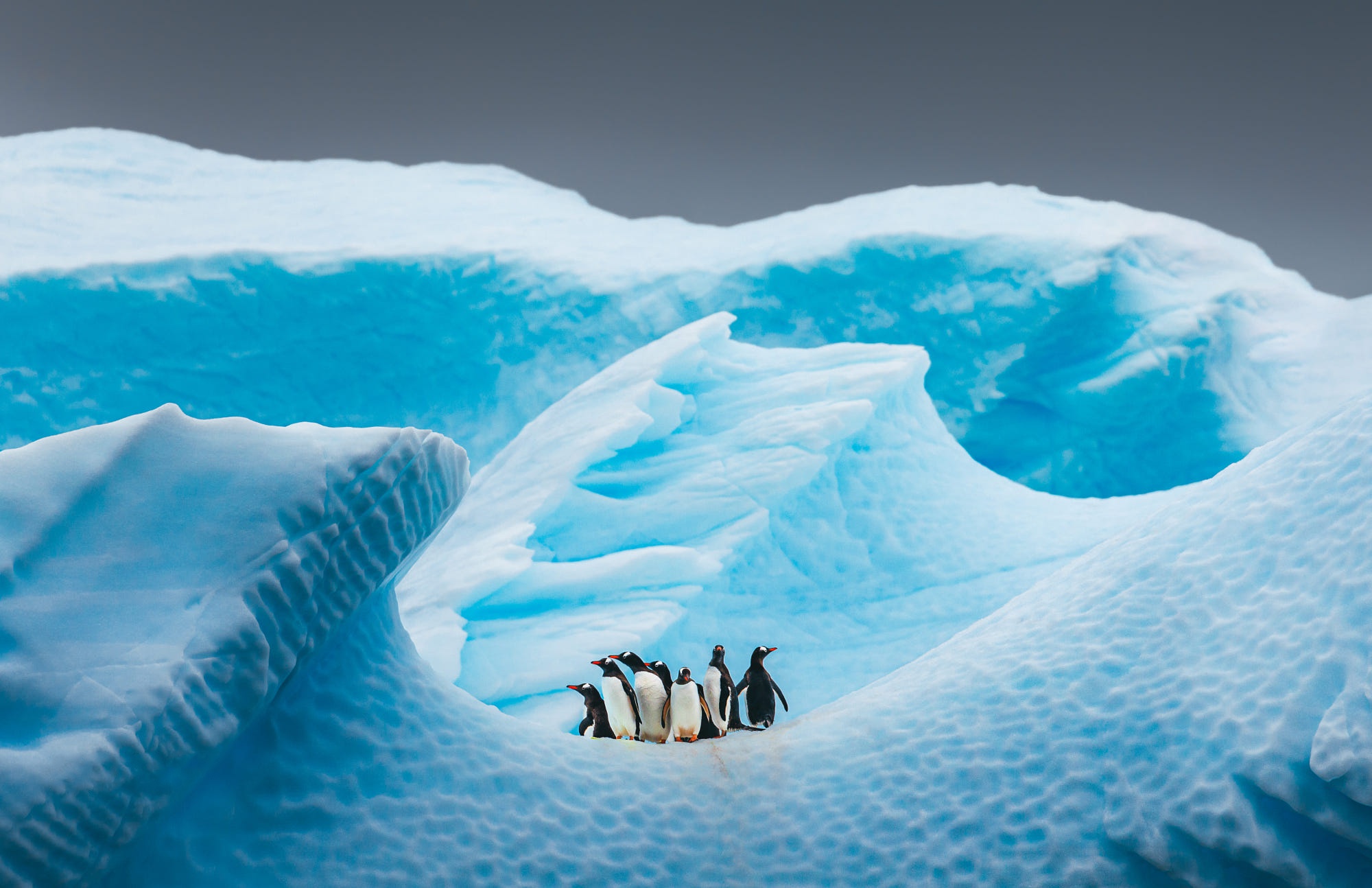 Penguins on an iceberg in Antarctica HD Wallpaper