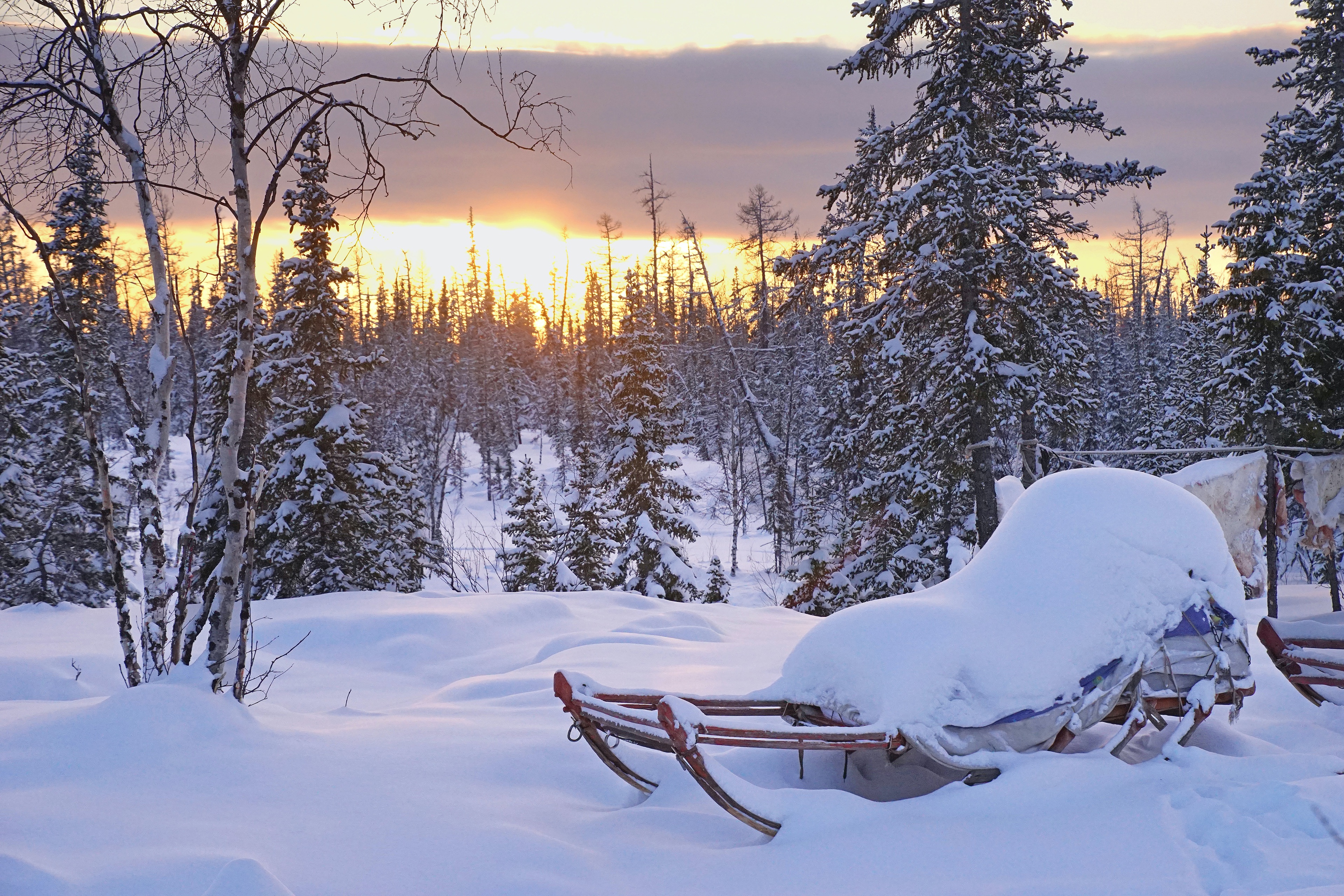 Winter forest at sunset with sleigh covered in snow HD Wallpaper
