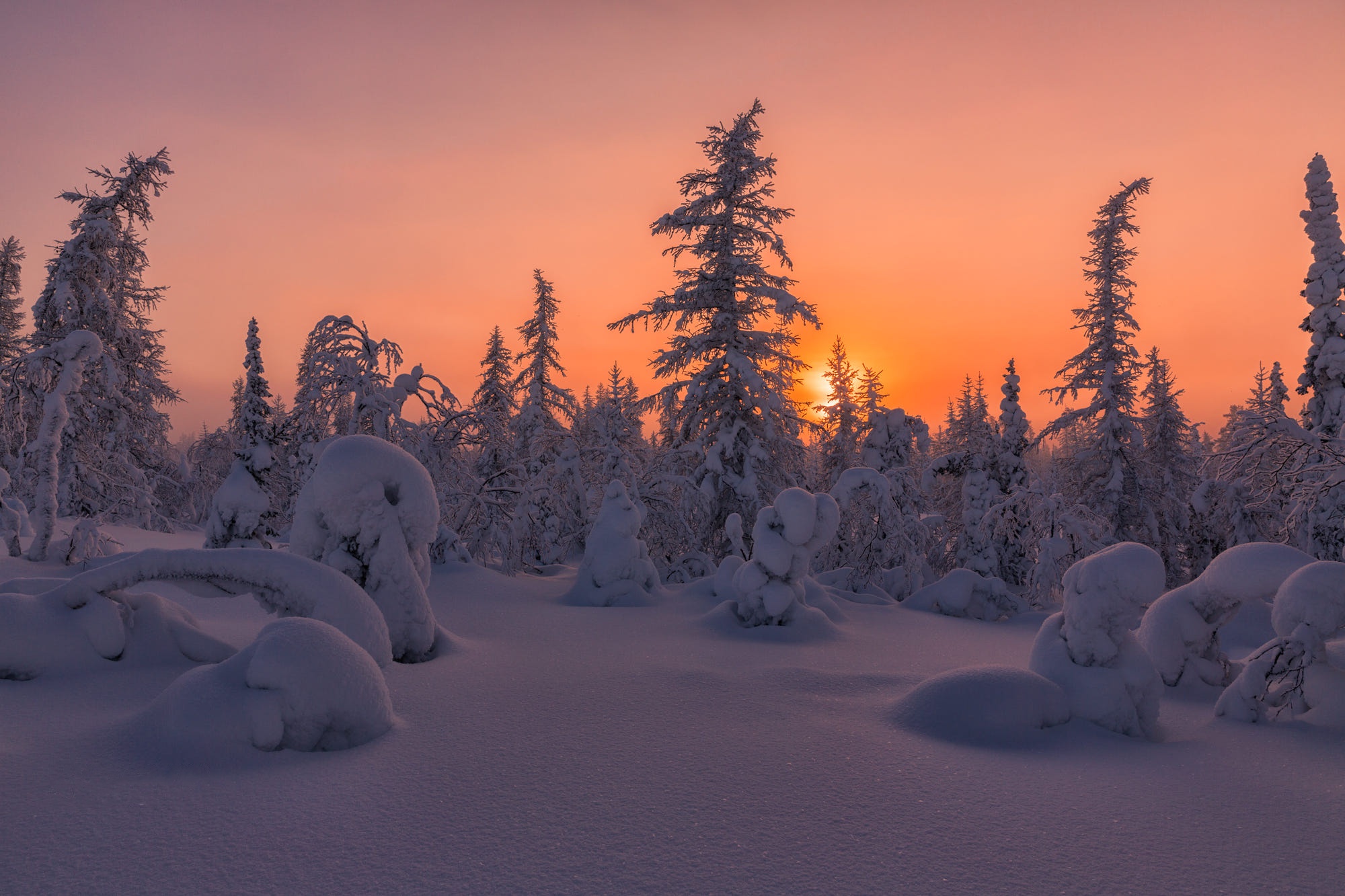 Snowy forest at sunset HD Wallpaper