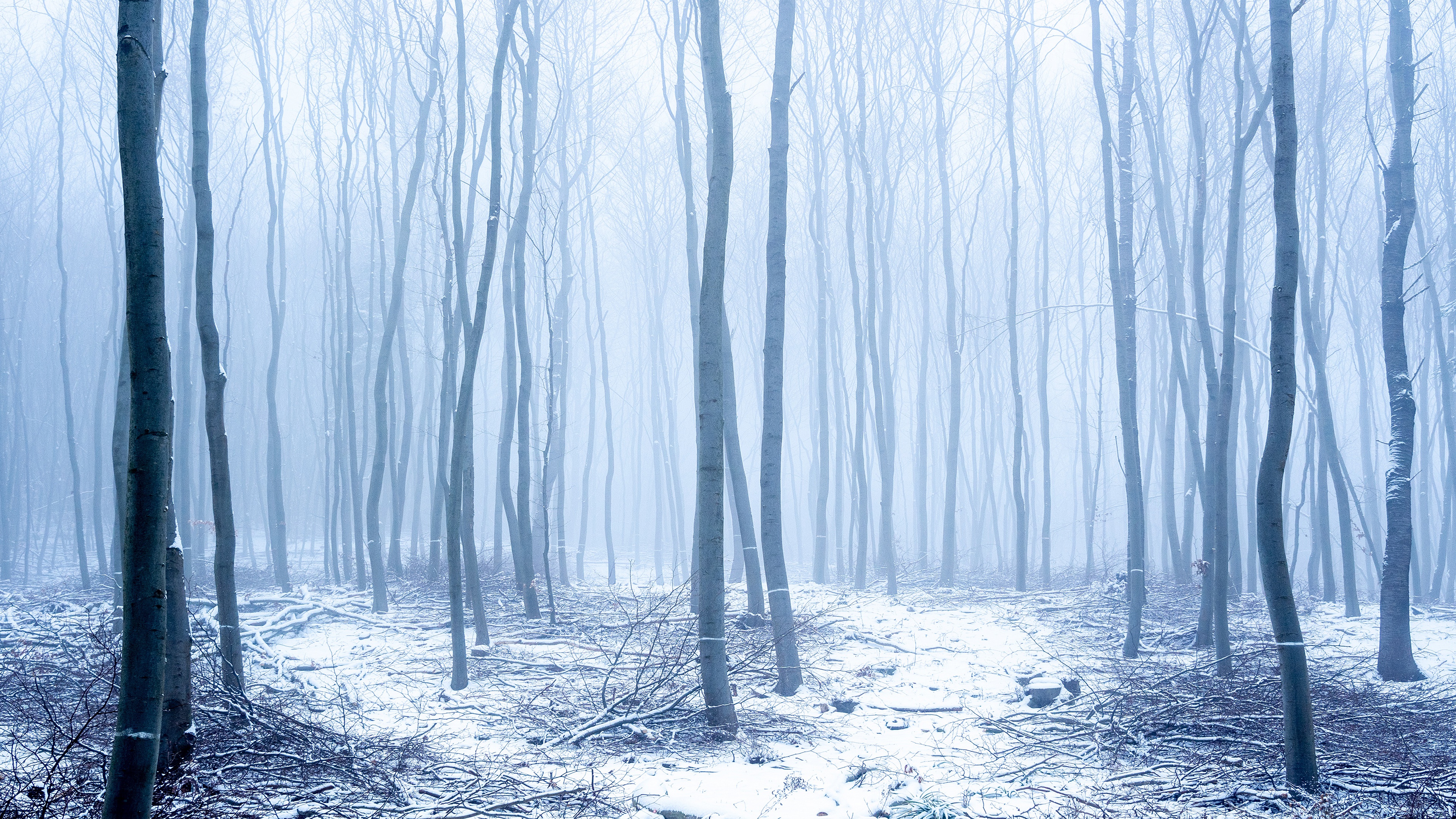 Winter forest with snow and fog HD Wallpaper