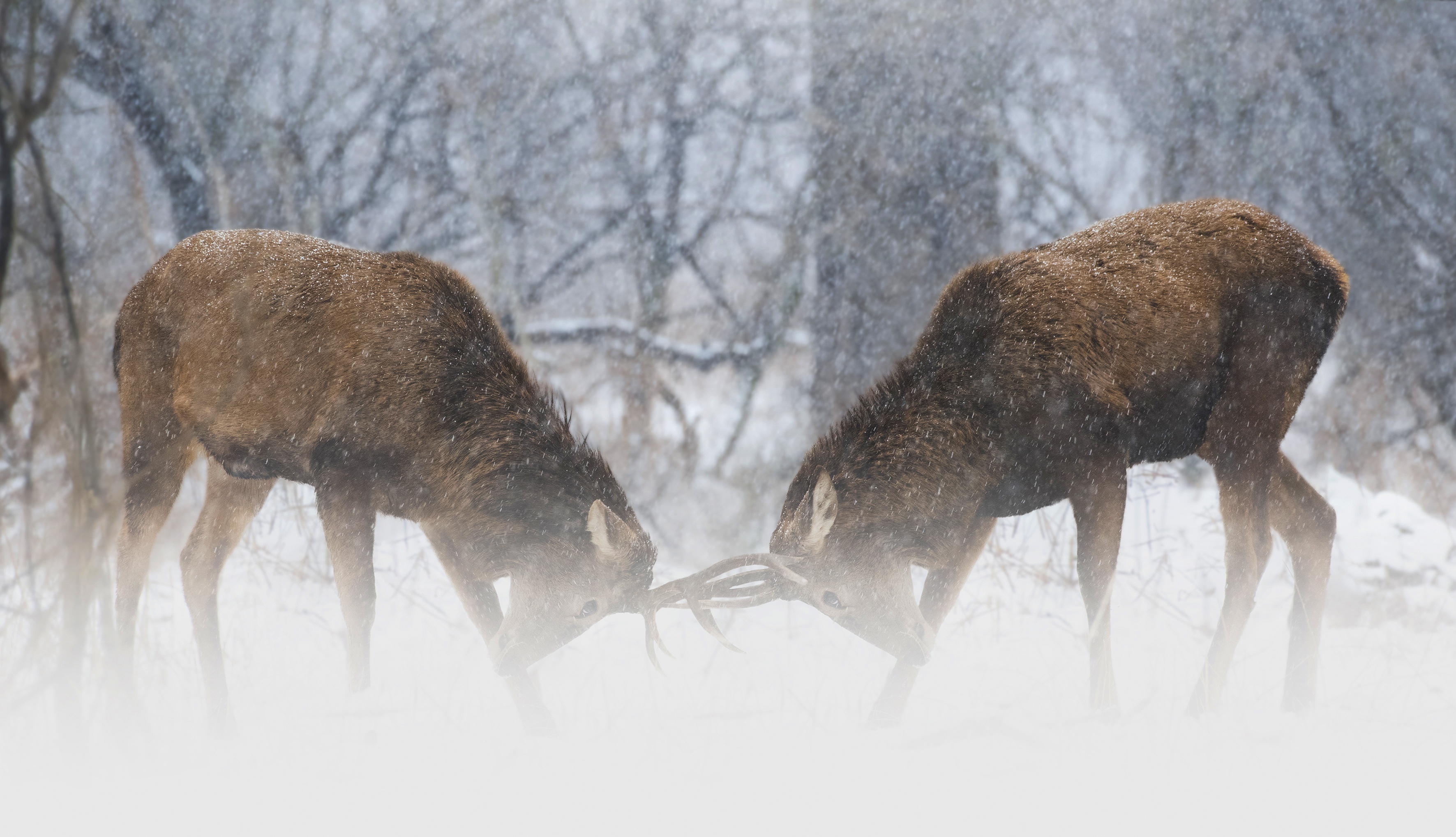 Two deer fighting in the snow HD Wallpaper