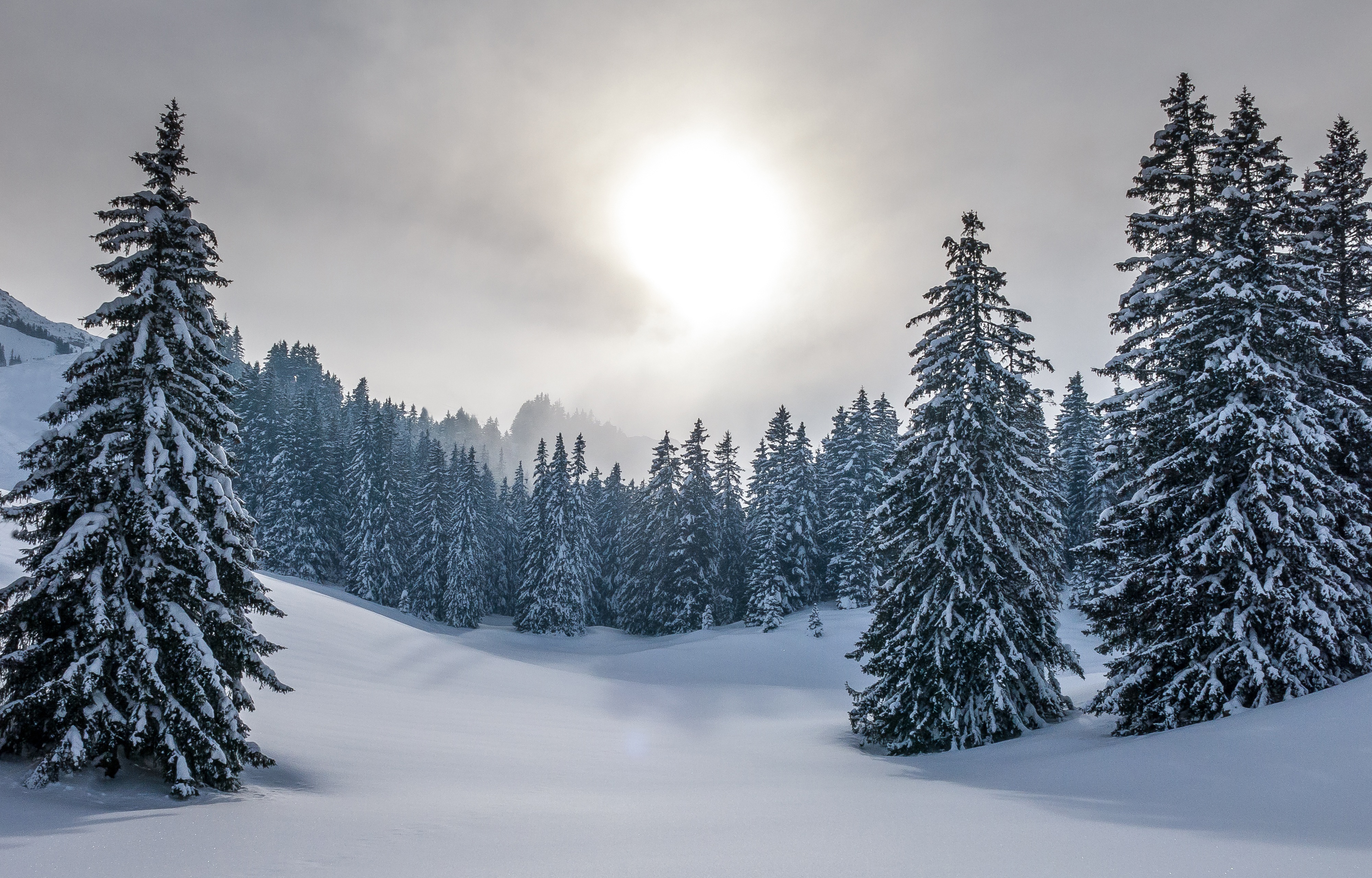 Winter forest with sun and snow HD Wallpaper