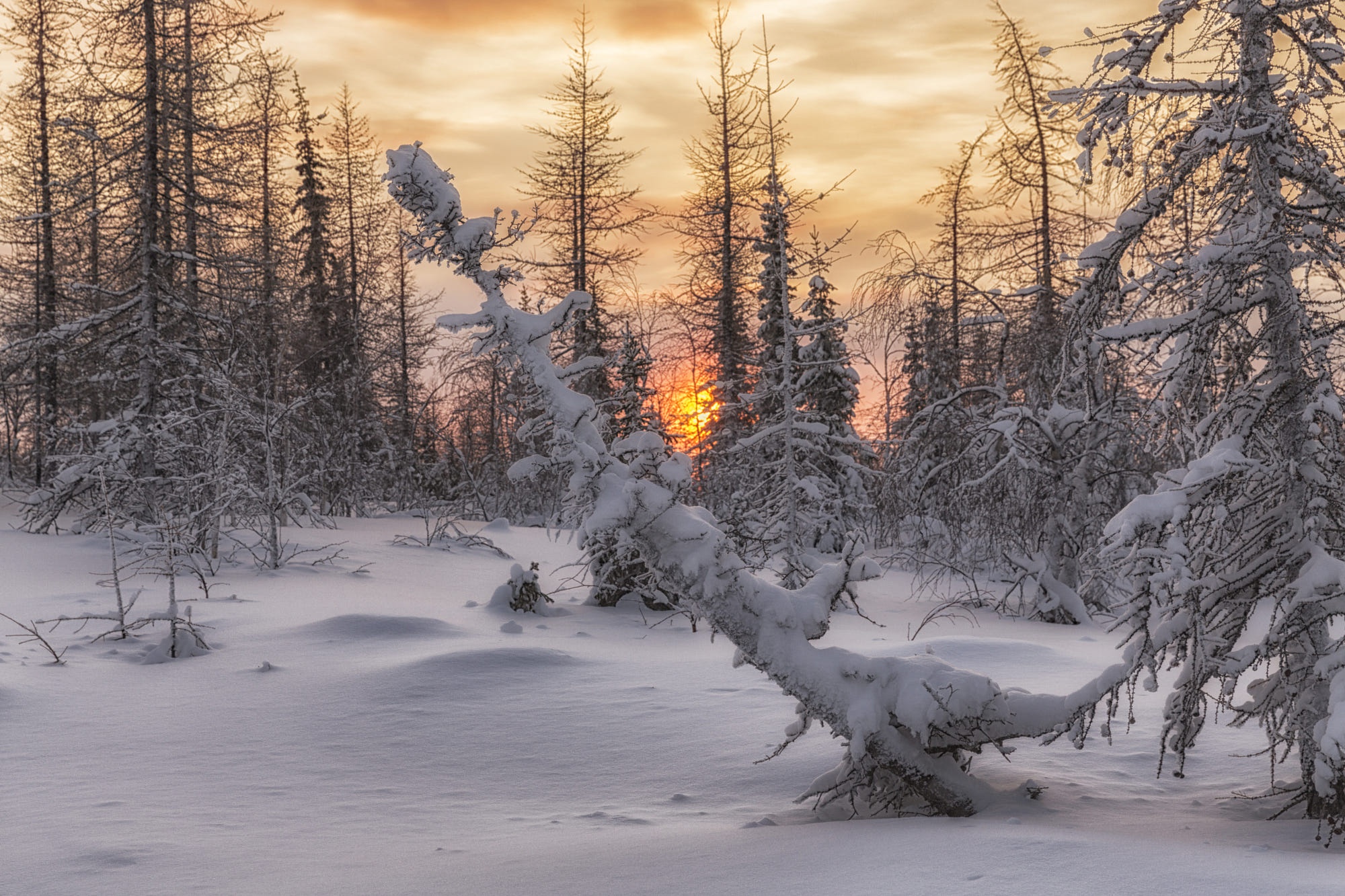 Winter forest at sunset with snow-covered trees HD Wallpaper