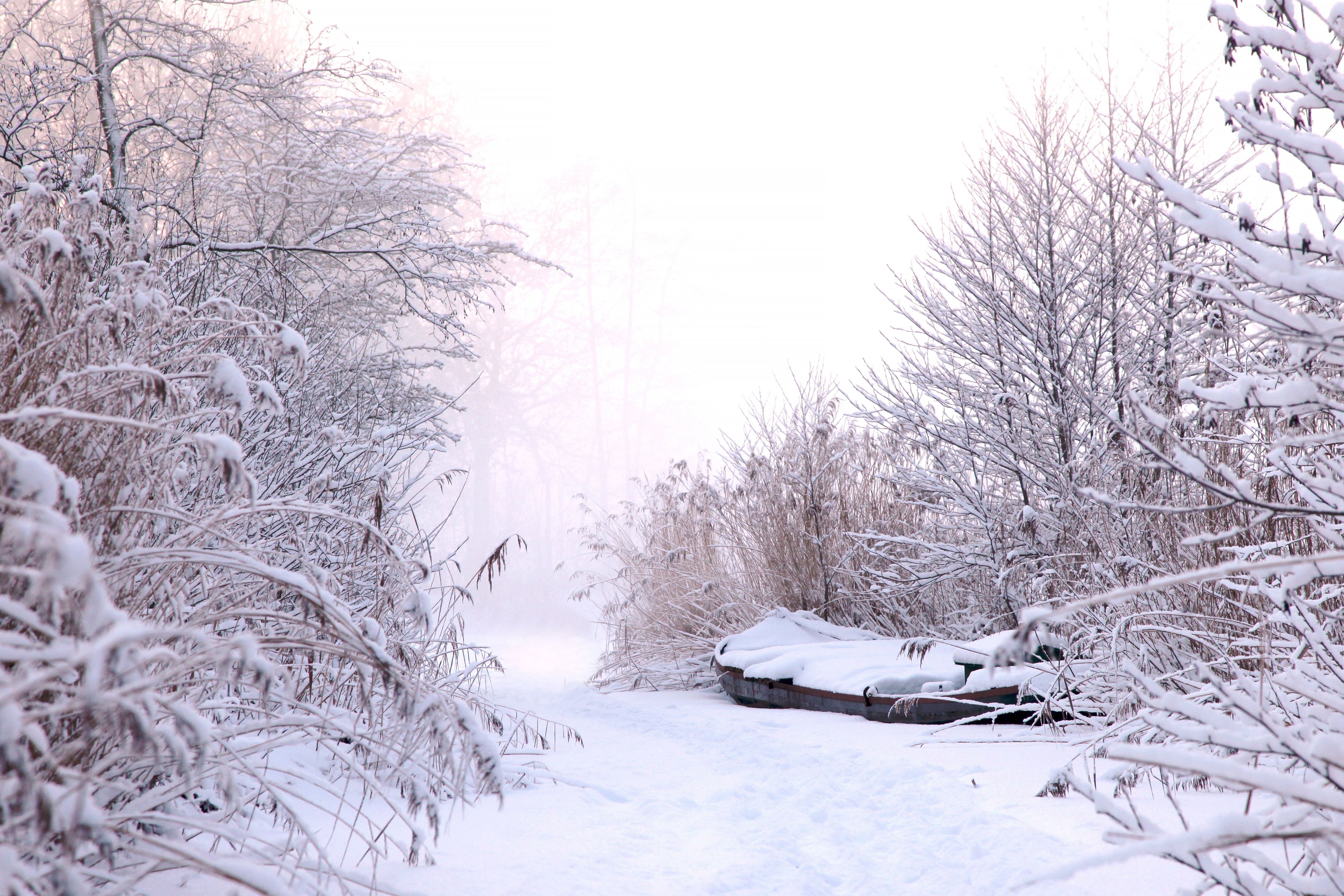 Winter scene with snow-covered trees, reeds, and a boat HD Wallpaper