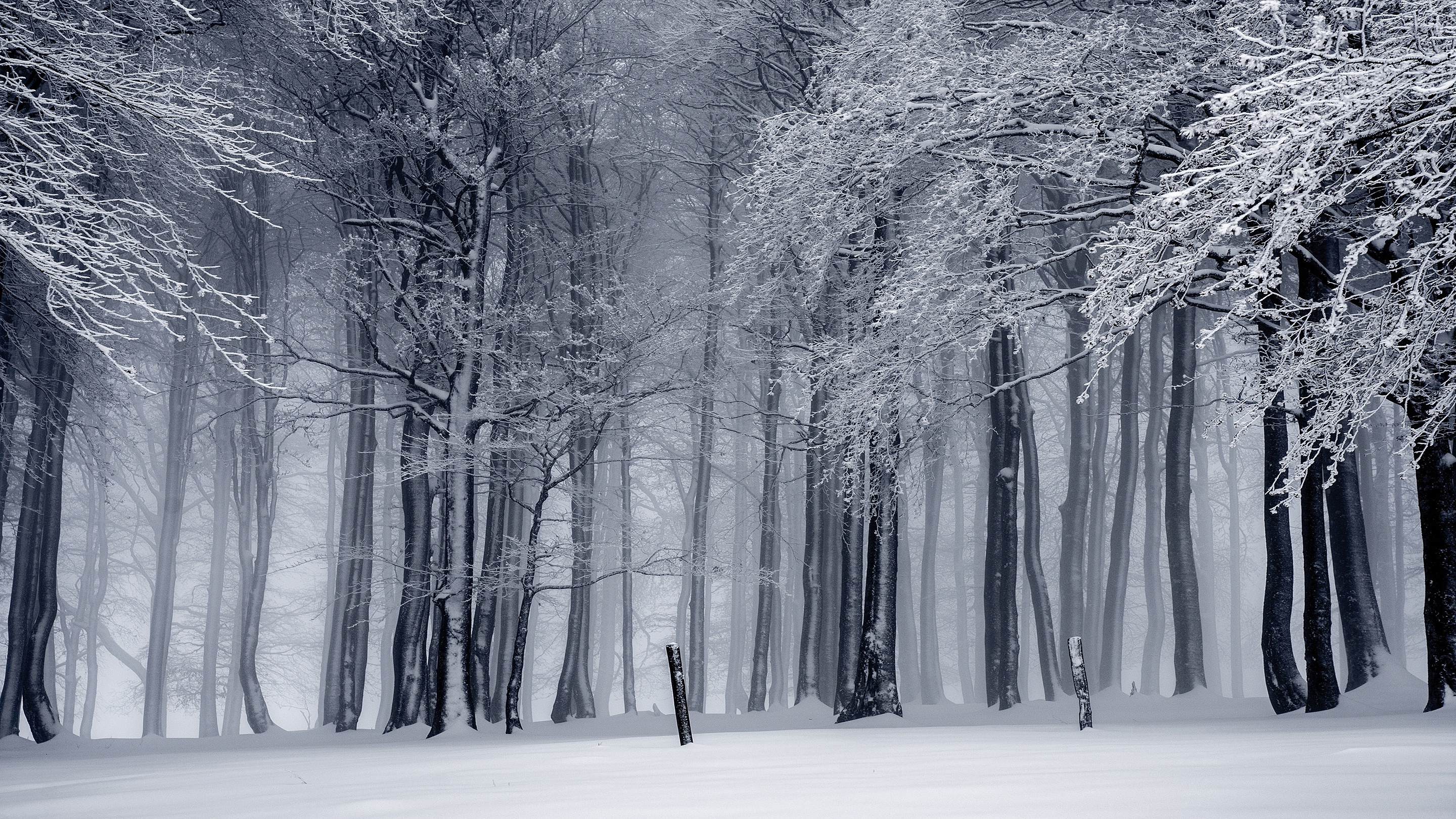 Snow covered trees in a winter forest HD Wallpaper