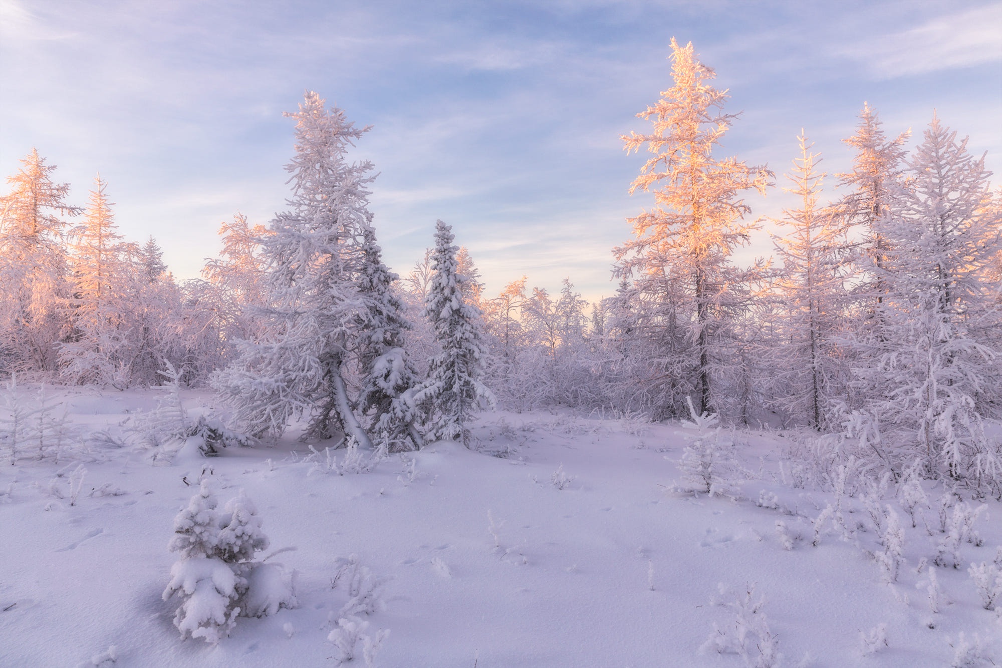 Winter forest with snow-covered fir trees at sunrise HD Wallpaper