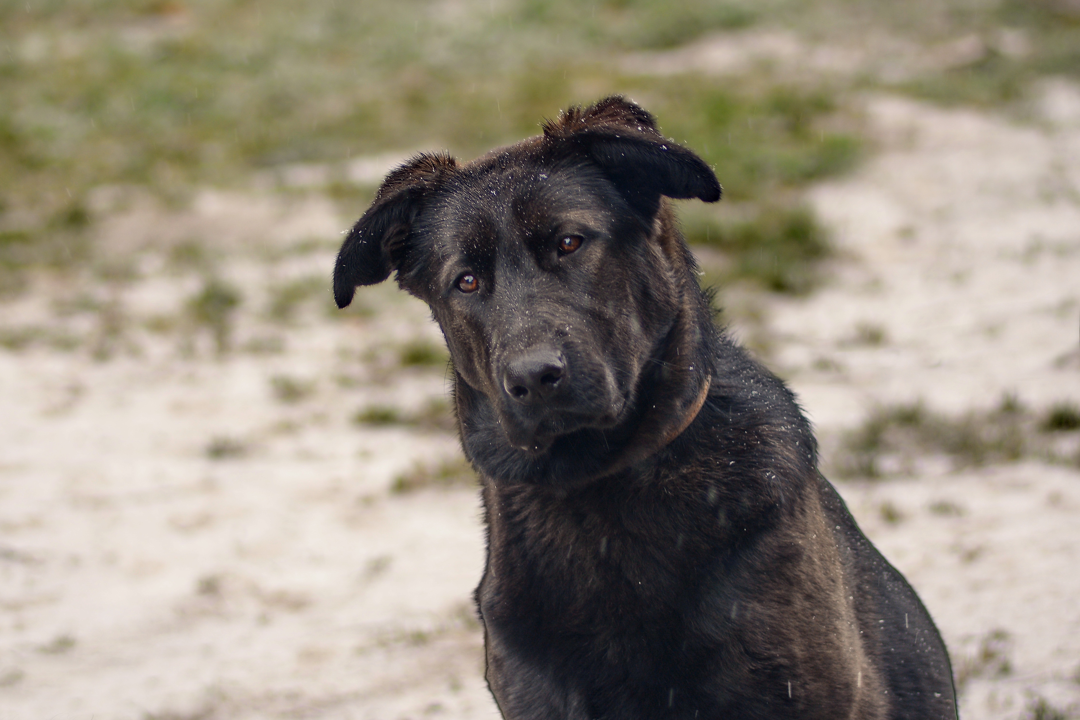 Black dog with head tilted HD Wallpaper