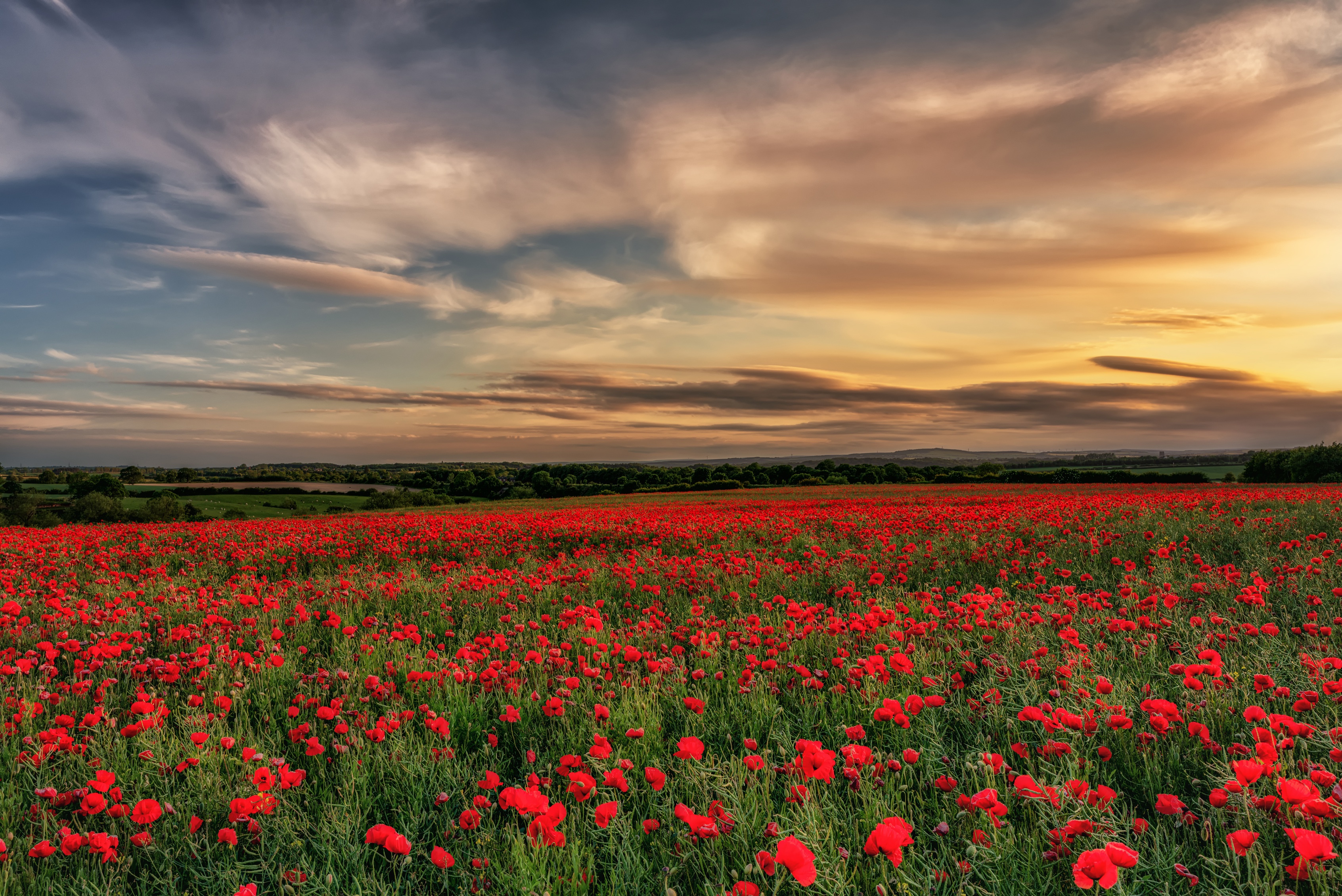 Field of Red Poppies at Sunset HD Wallpaper