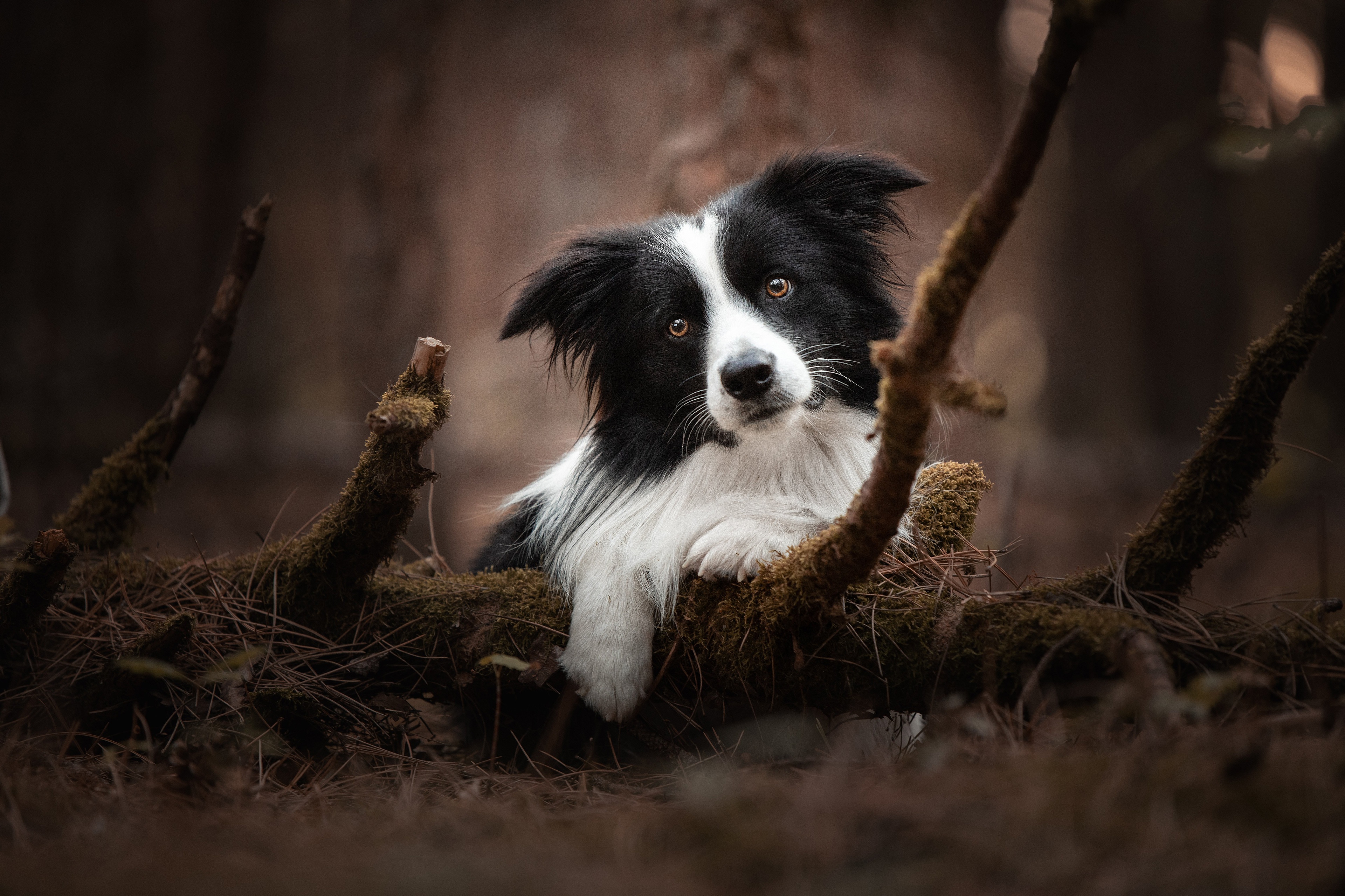 Border Collie dog resting on mossy branches in forest HD Wallpaper