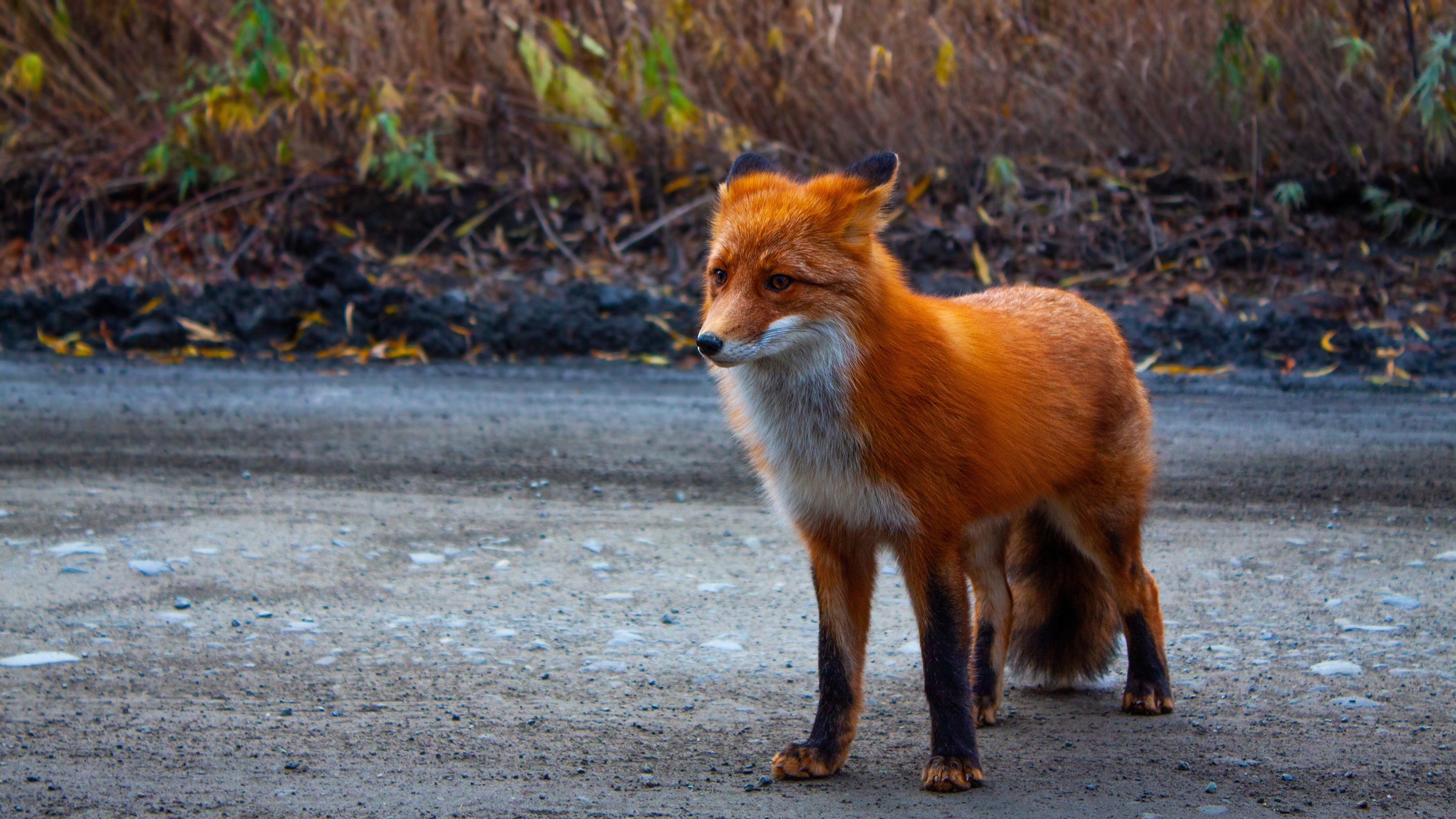 A red fox stands on a dirt road HD Wallpaper