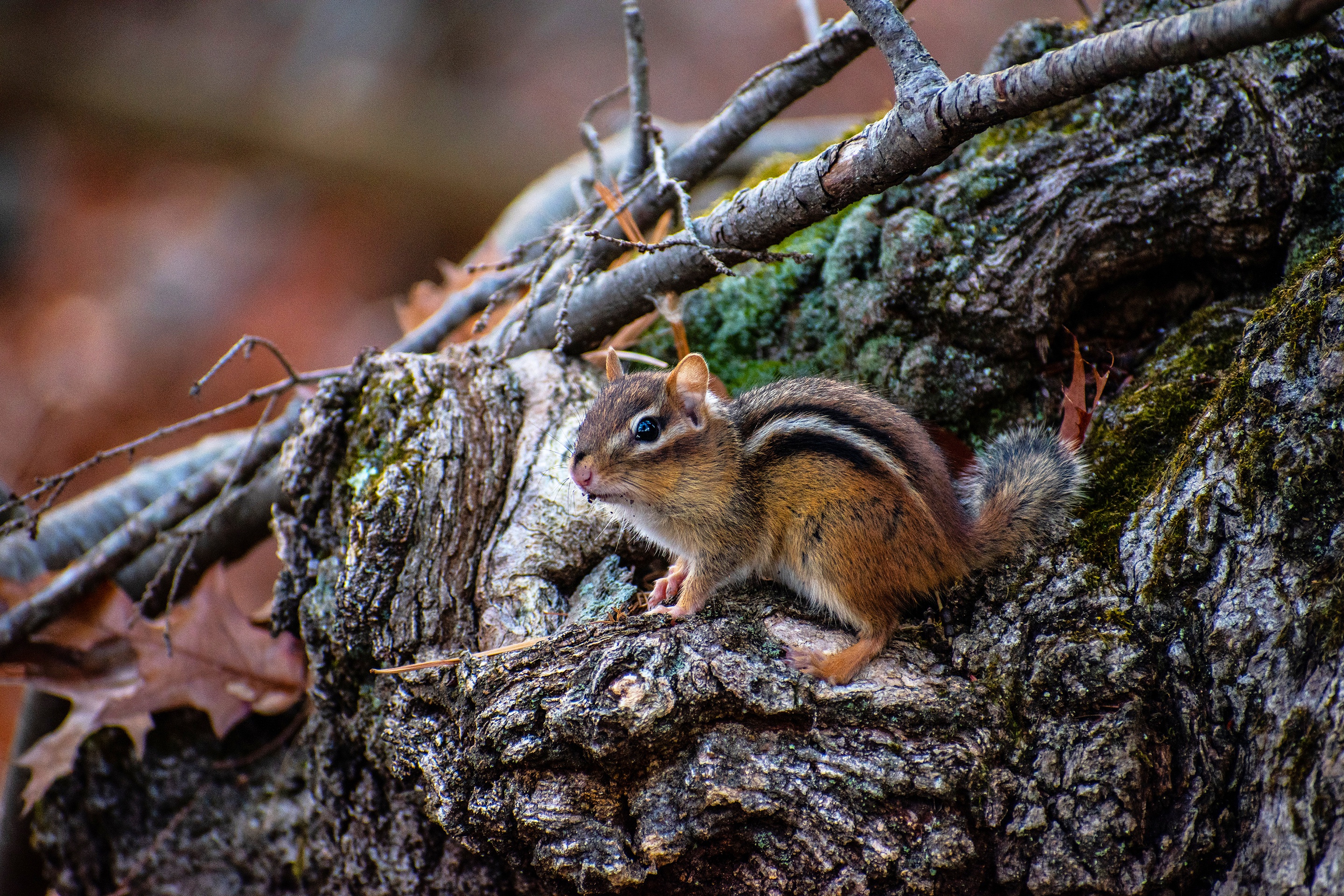 Chipmunk on a mossy tree trunk HD Wallpaper