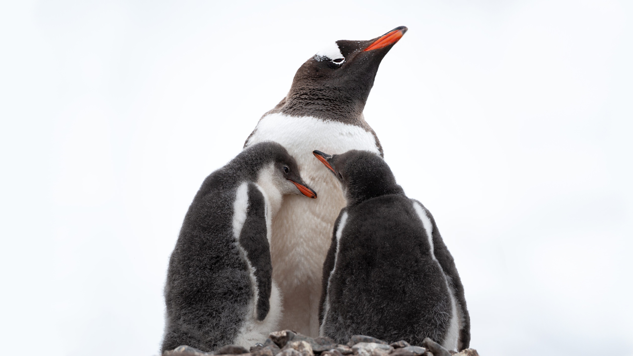 Adult Gentoo Penguin with Two Chicks HD Wallpaper