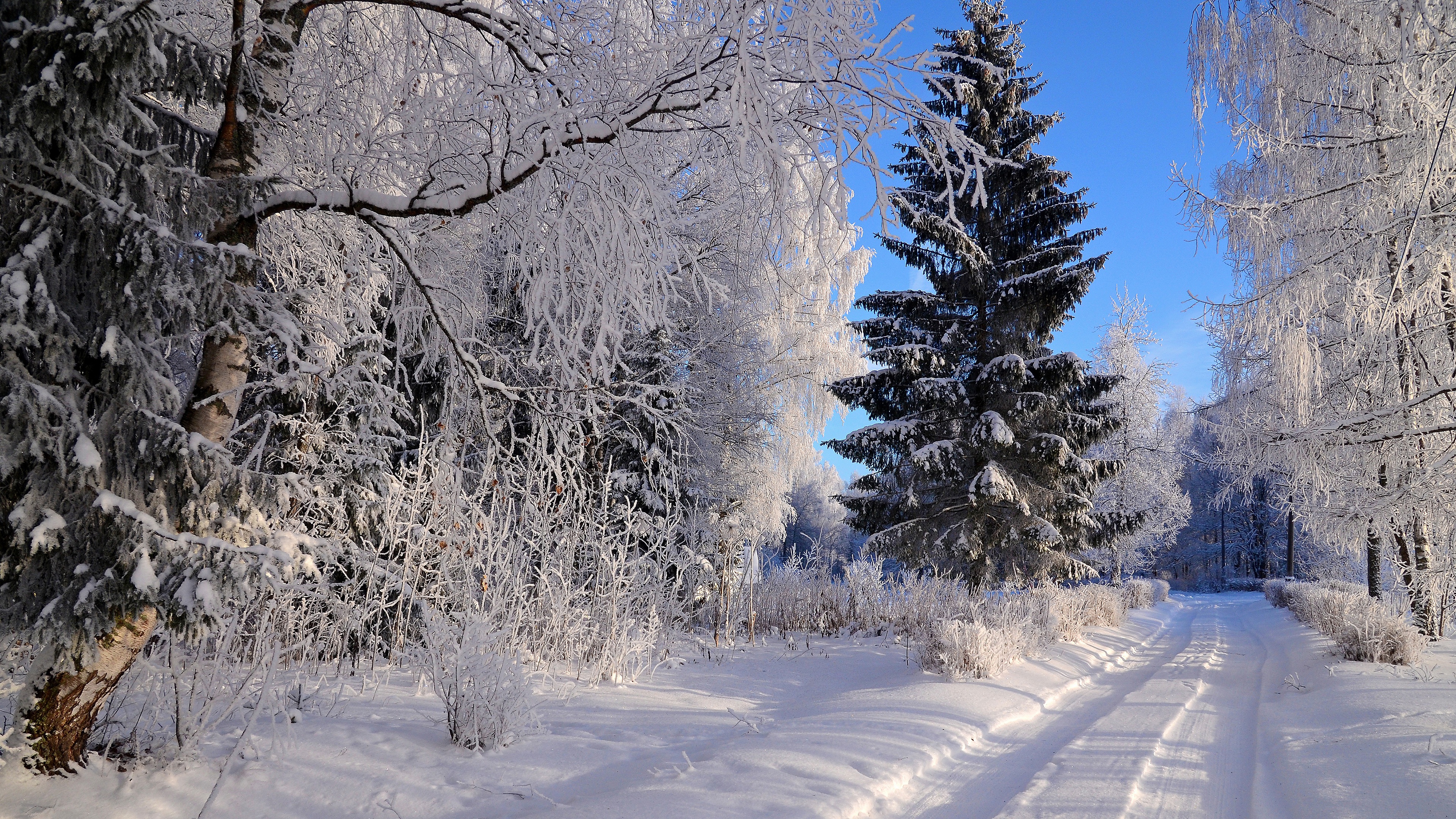 Snowy forest path with frost-covered trees HD Wallpaper