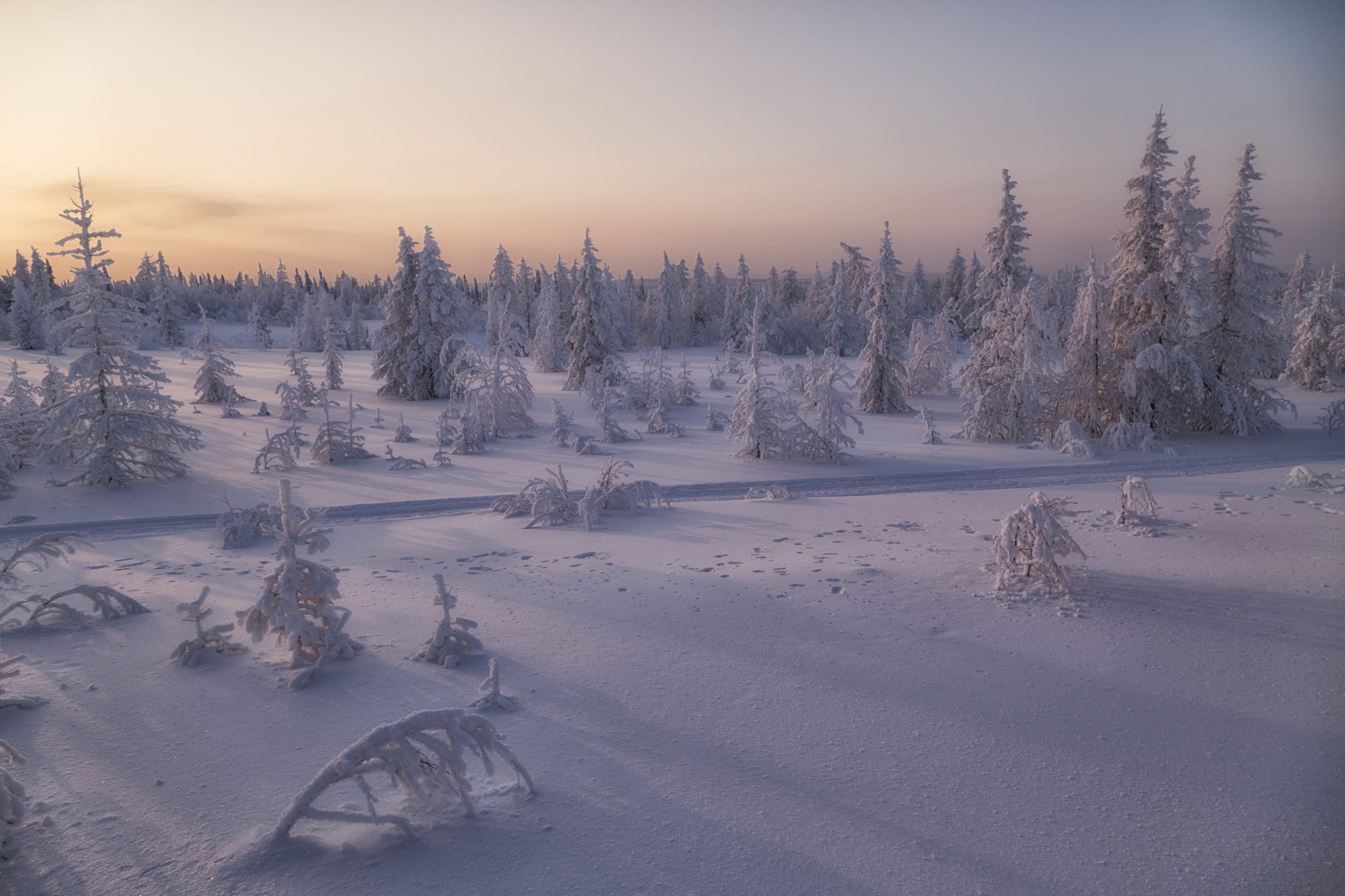 Snow covered fir trees in a winter forest HD Wallpaper
