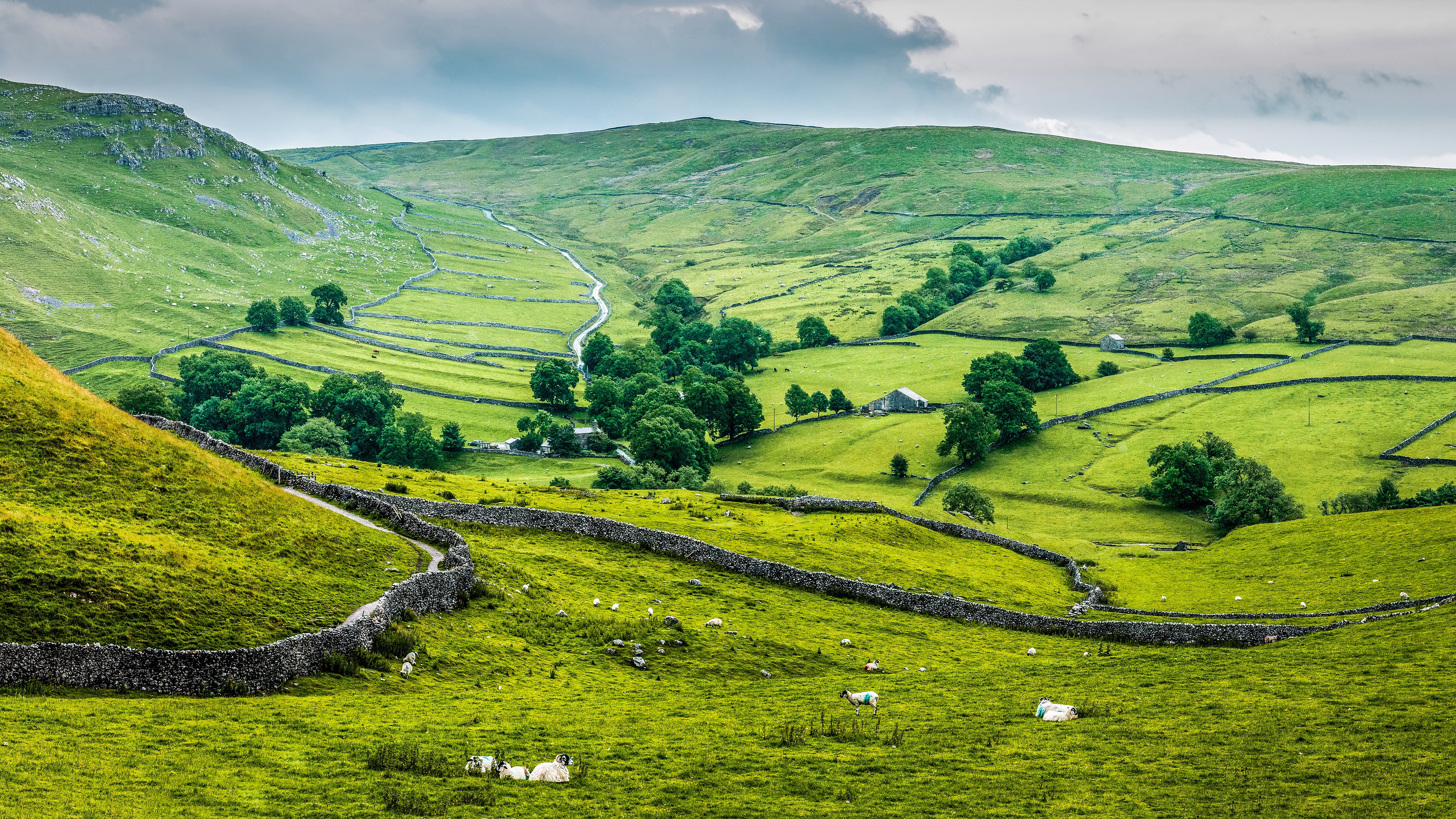 Sheep grazing in a green hilly landscape with stone fences HD Wallpaper