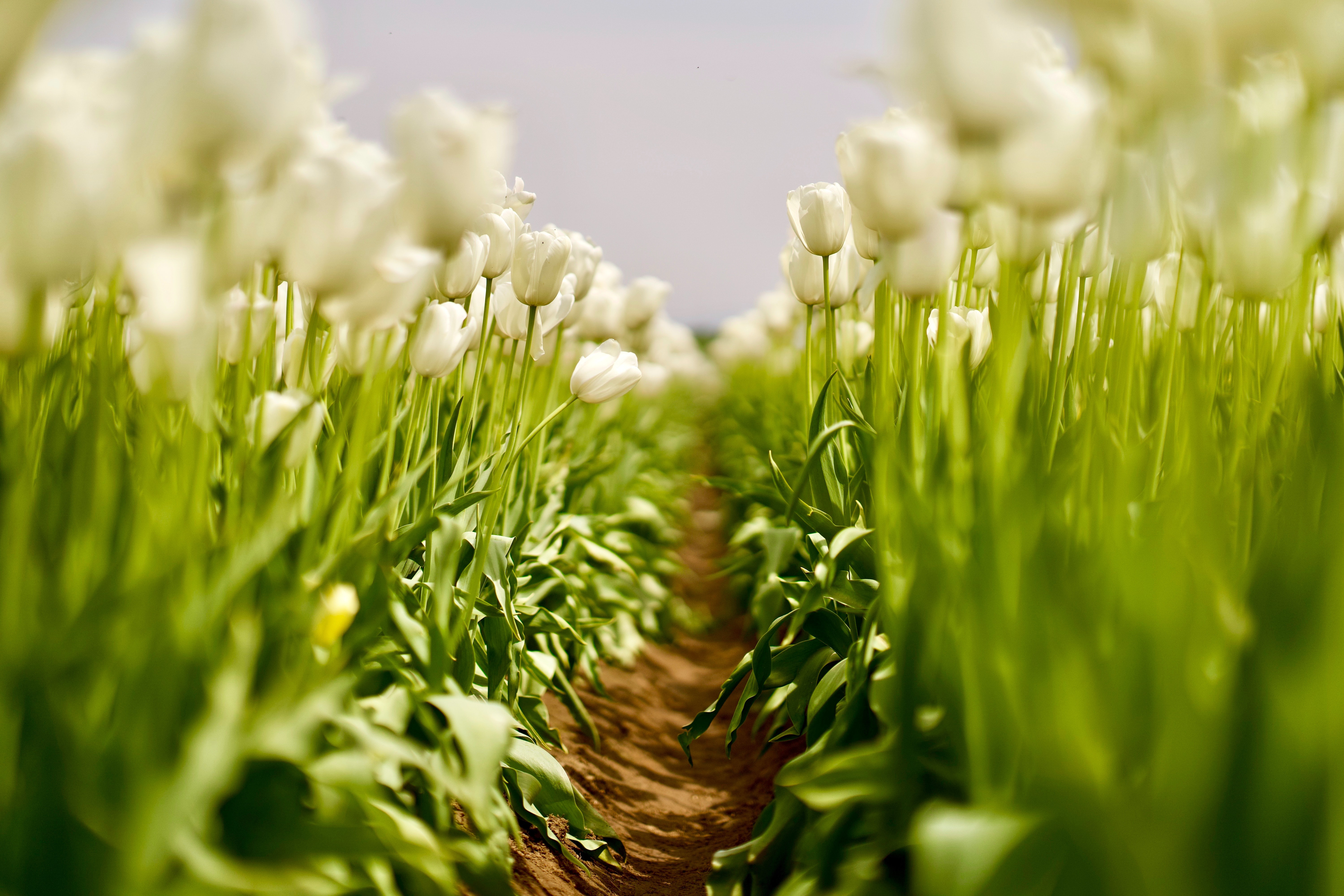 Field of White Tulips in Bloom HD Wallpaper