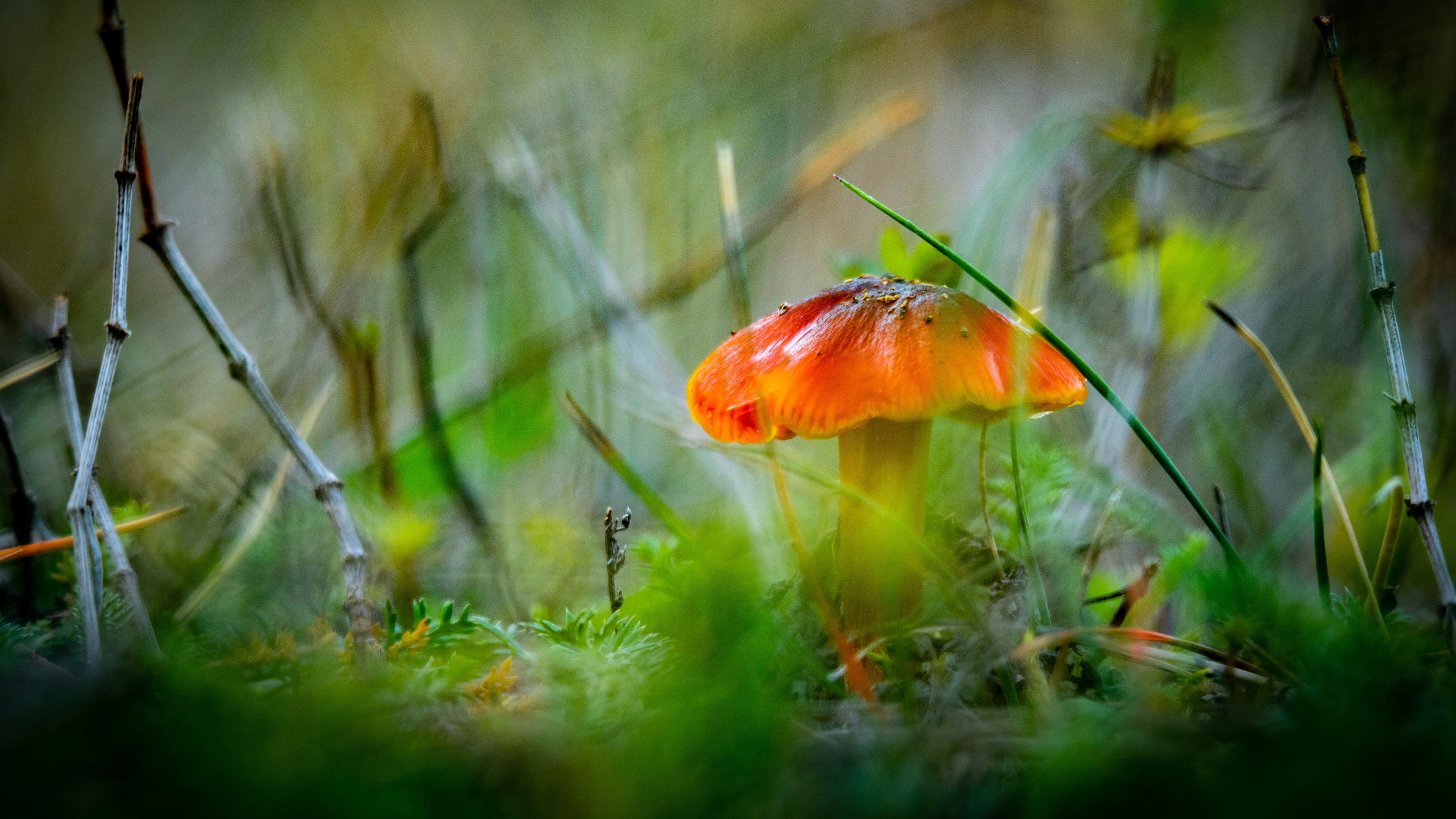 Orange mushroom in a blurred forest setting HD Wallpaper