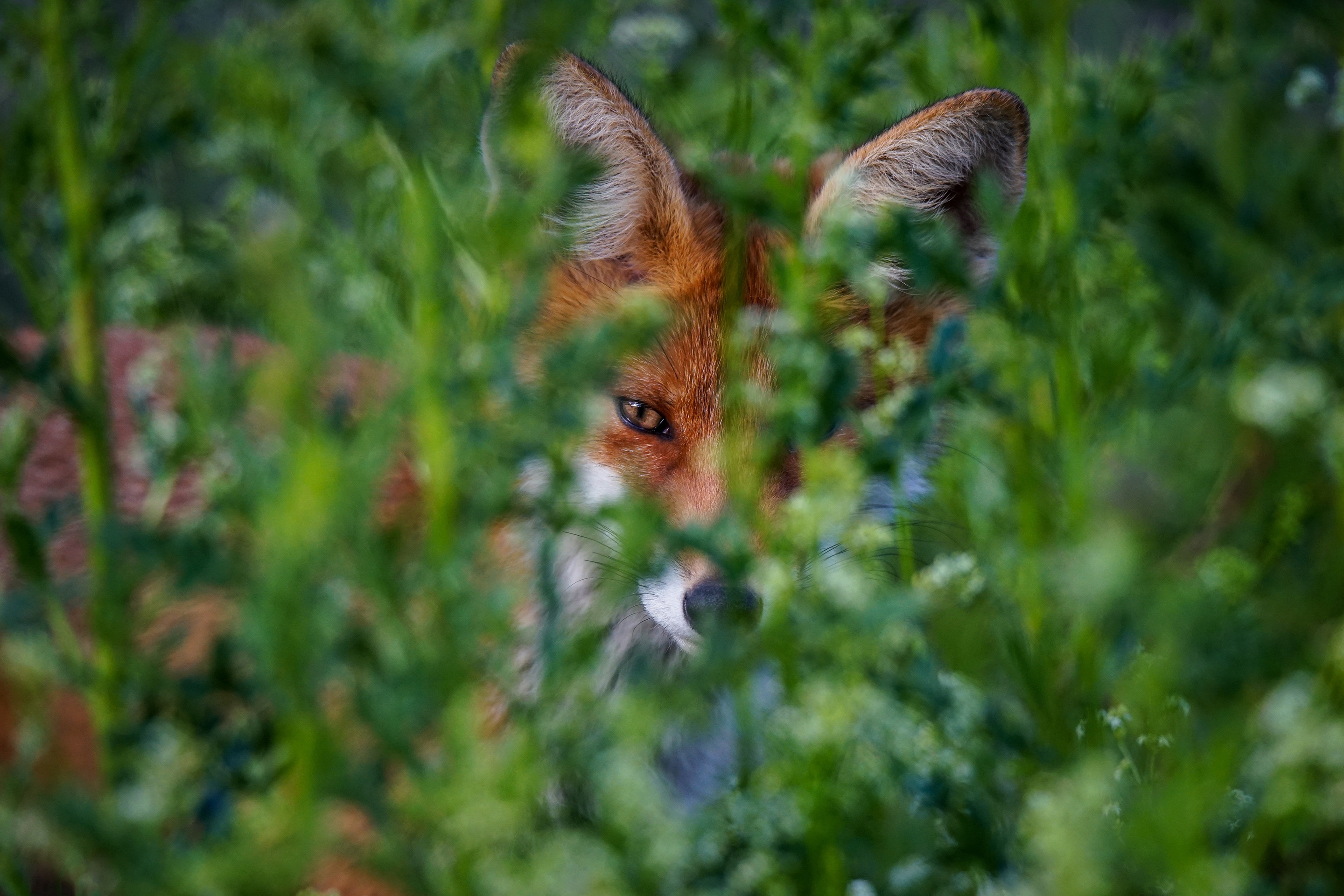 Red fox peeking through green foliage HD Wallpaper