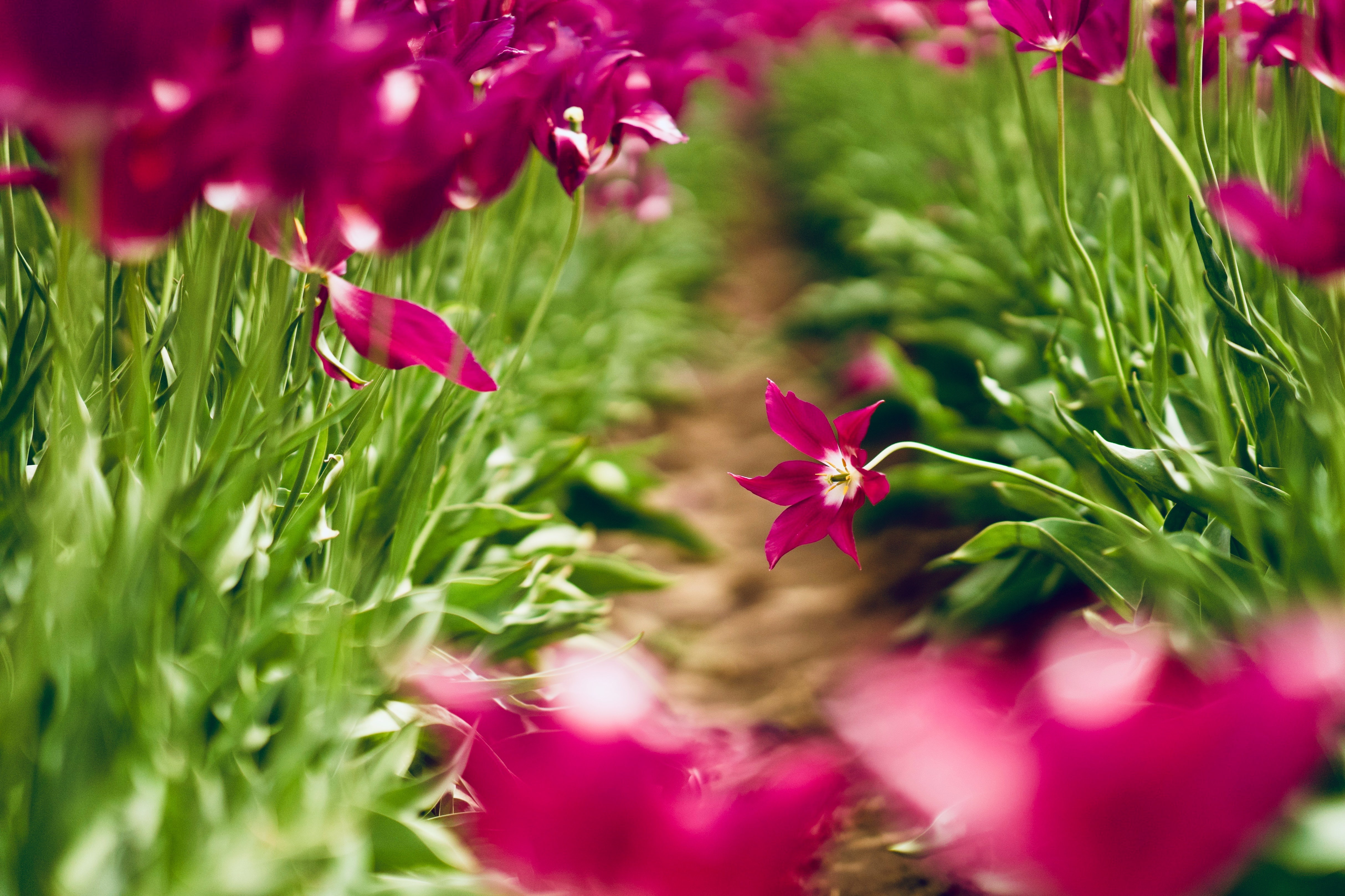 Pink Tulips in a Field HD Wallpaper