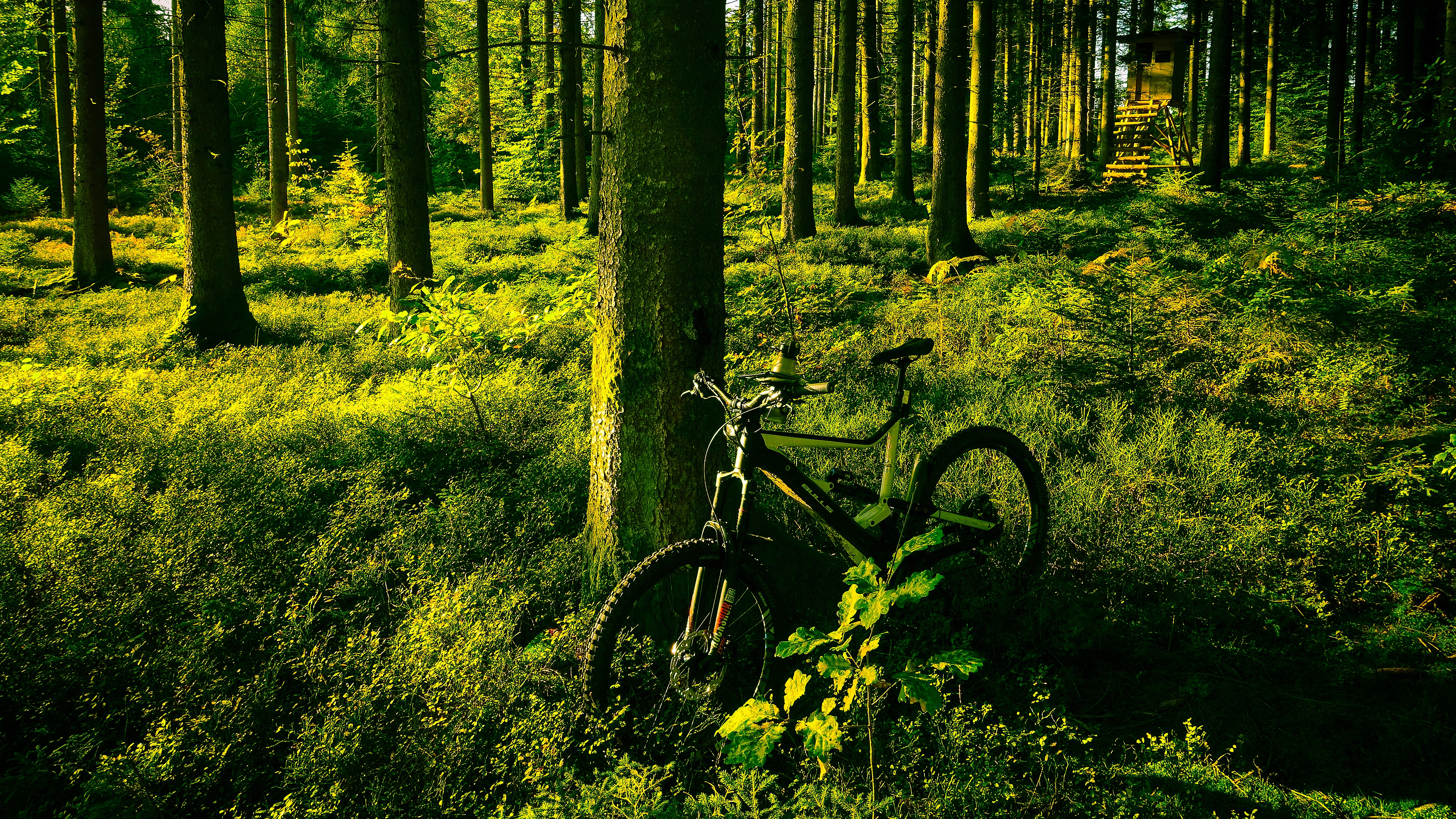 Bicycle in a sunlit forest HD Wallpaper