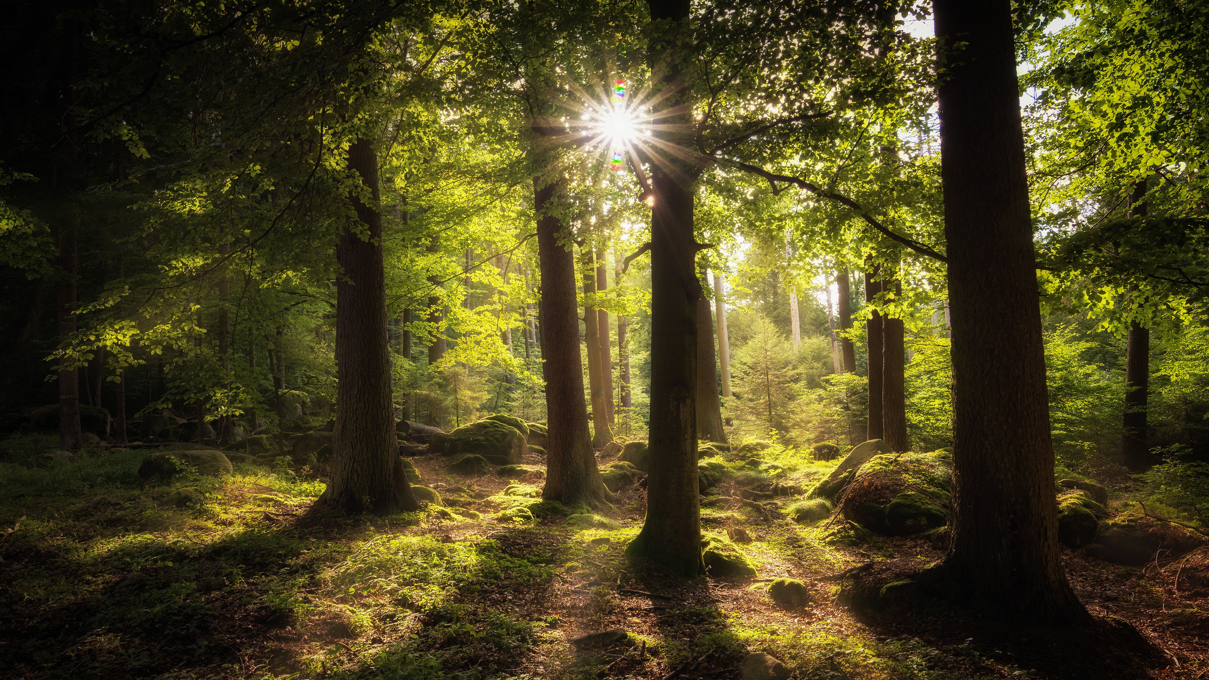 Sunlight filtering through a mossy forest with large stones HD Wallpaper