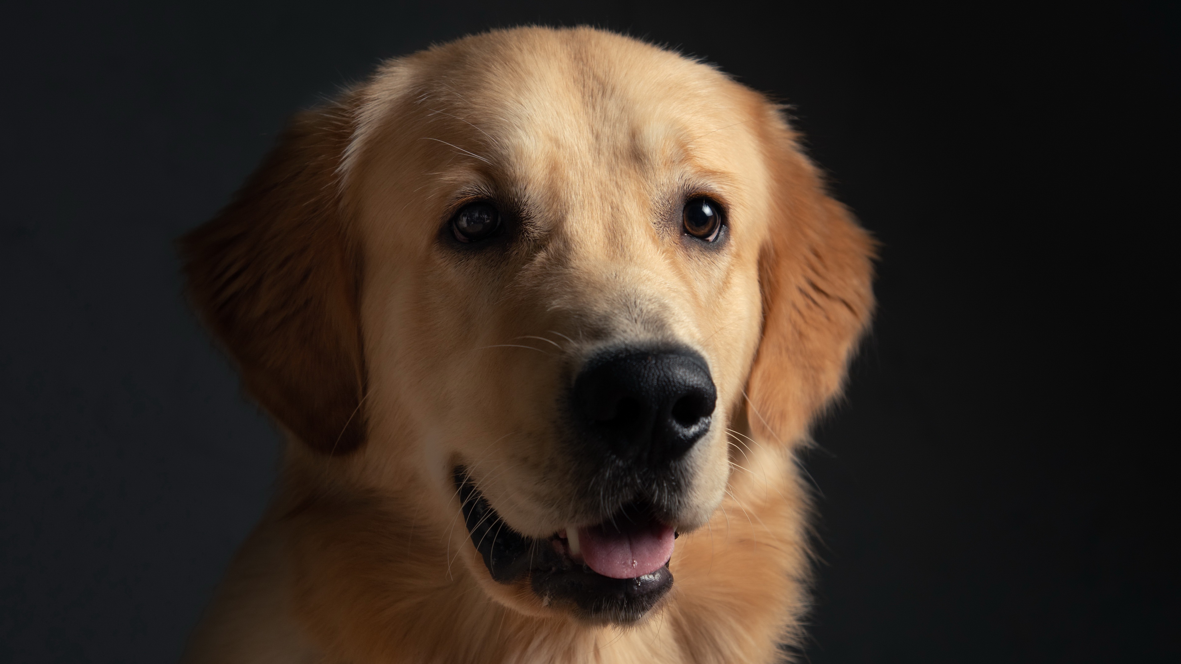 Golden Retriever Dog Portrait 4K HD Wallpaper