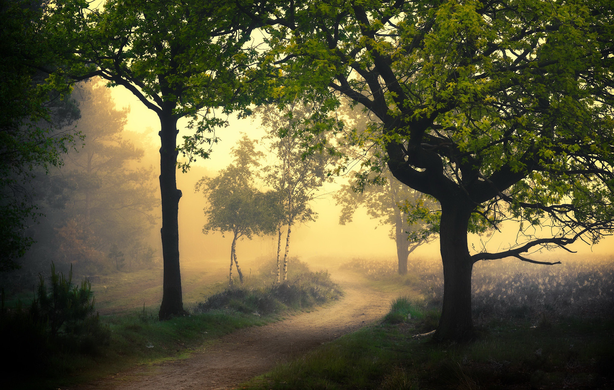 Path through a foggy forest with trees HD Wallpaper