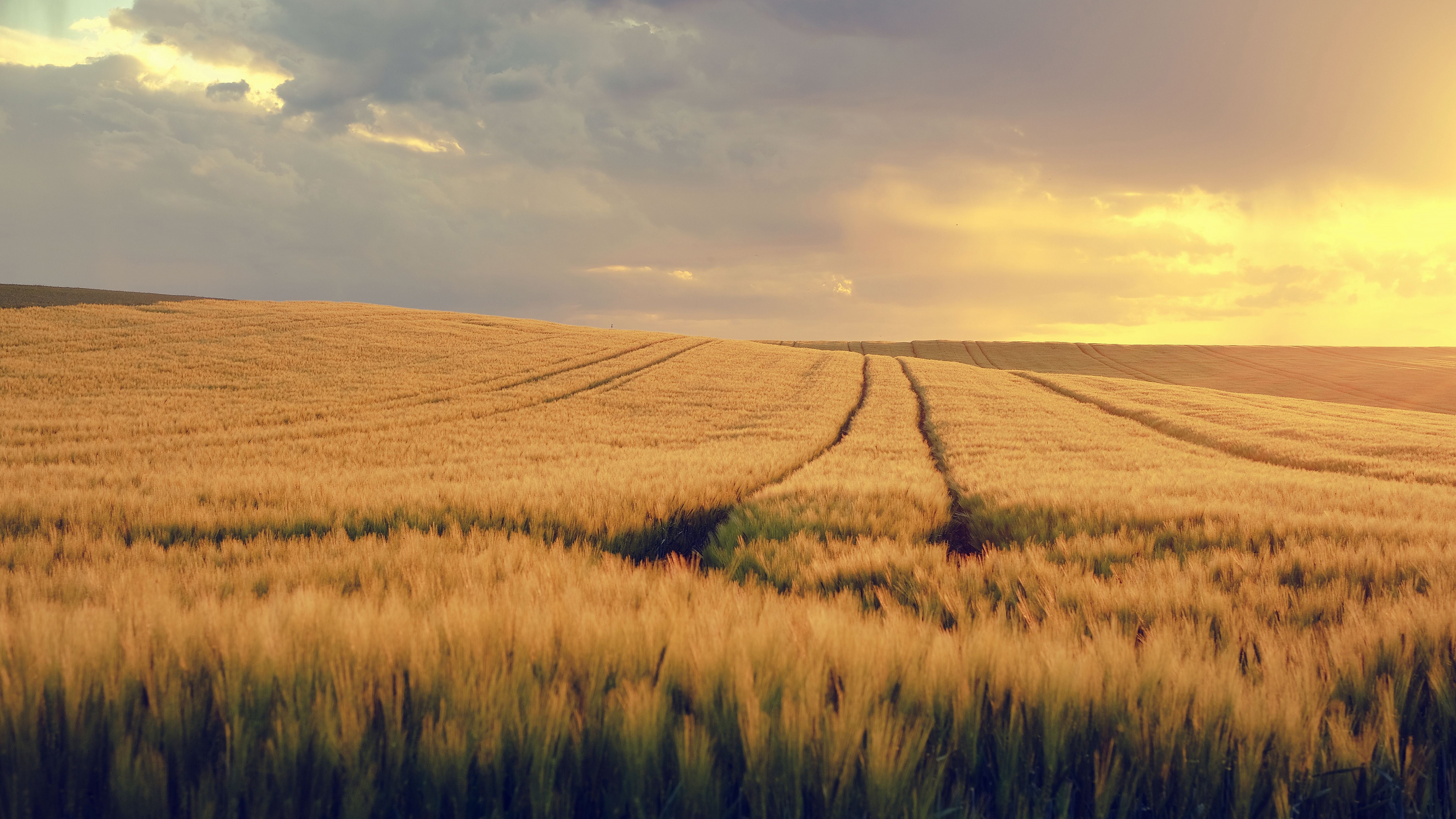 Wheat Field at Sunset with Clouds HD Wallpaper