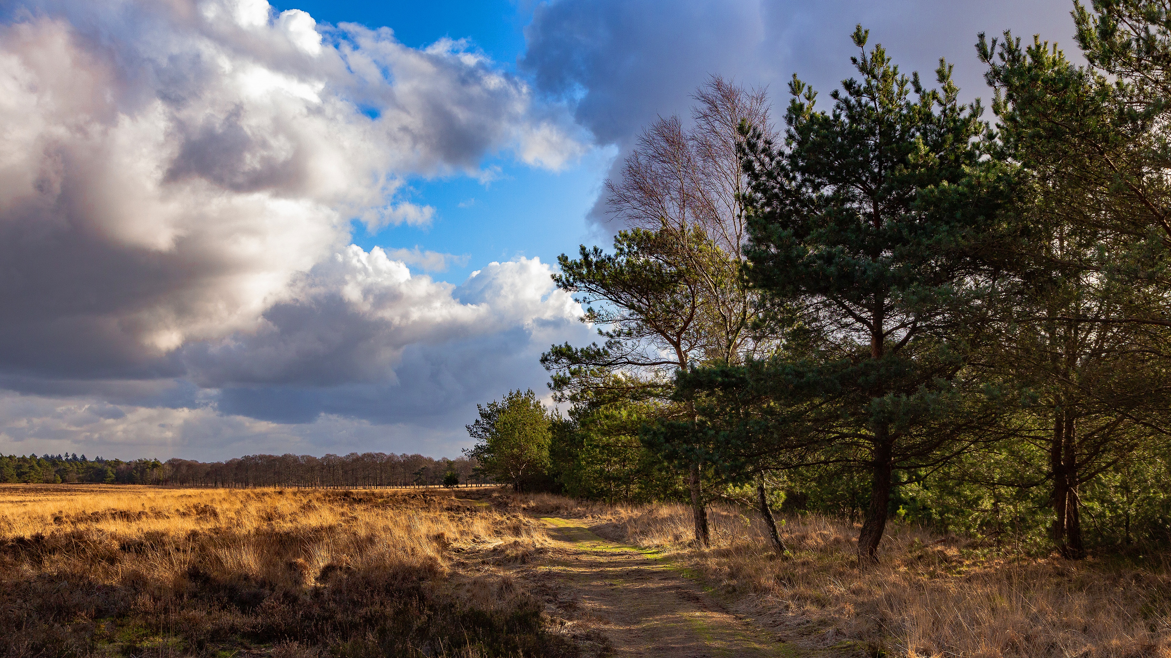 Landscape with Path through Field and Pine Trees HD Wallpaper
