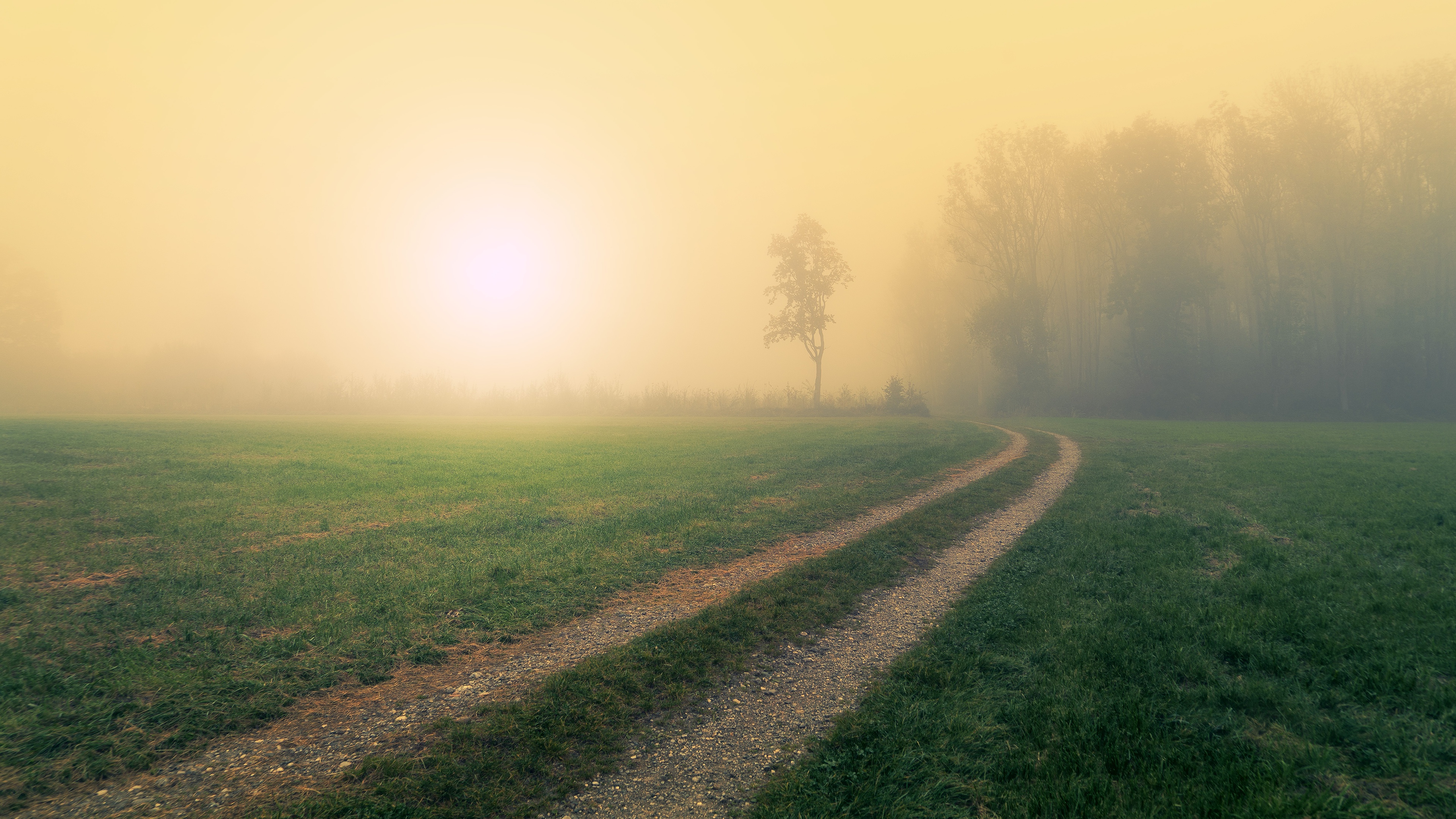 Dirt path through a foggy field with trees HD Wallpaper