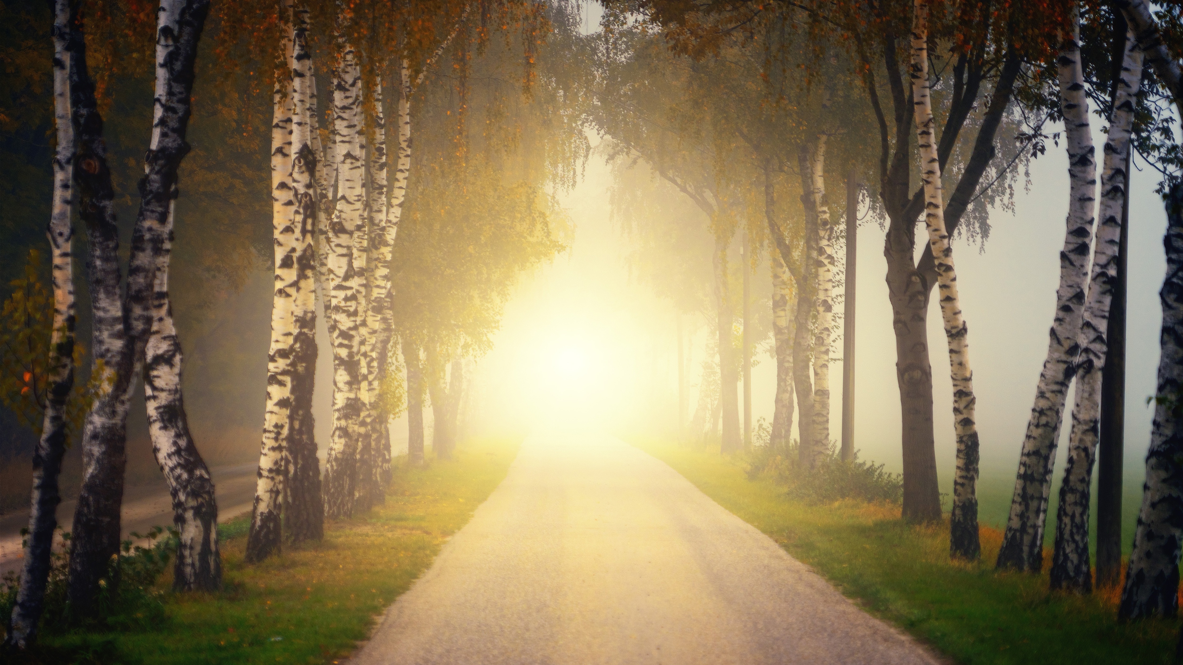 Road lined with birch trees in fog during fall HD Wallpaper