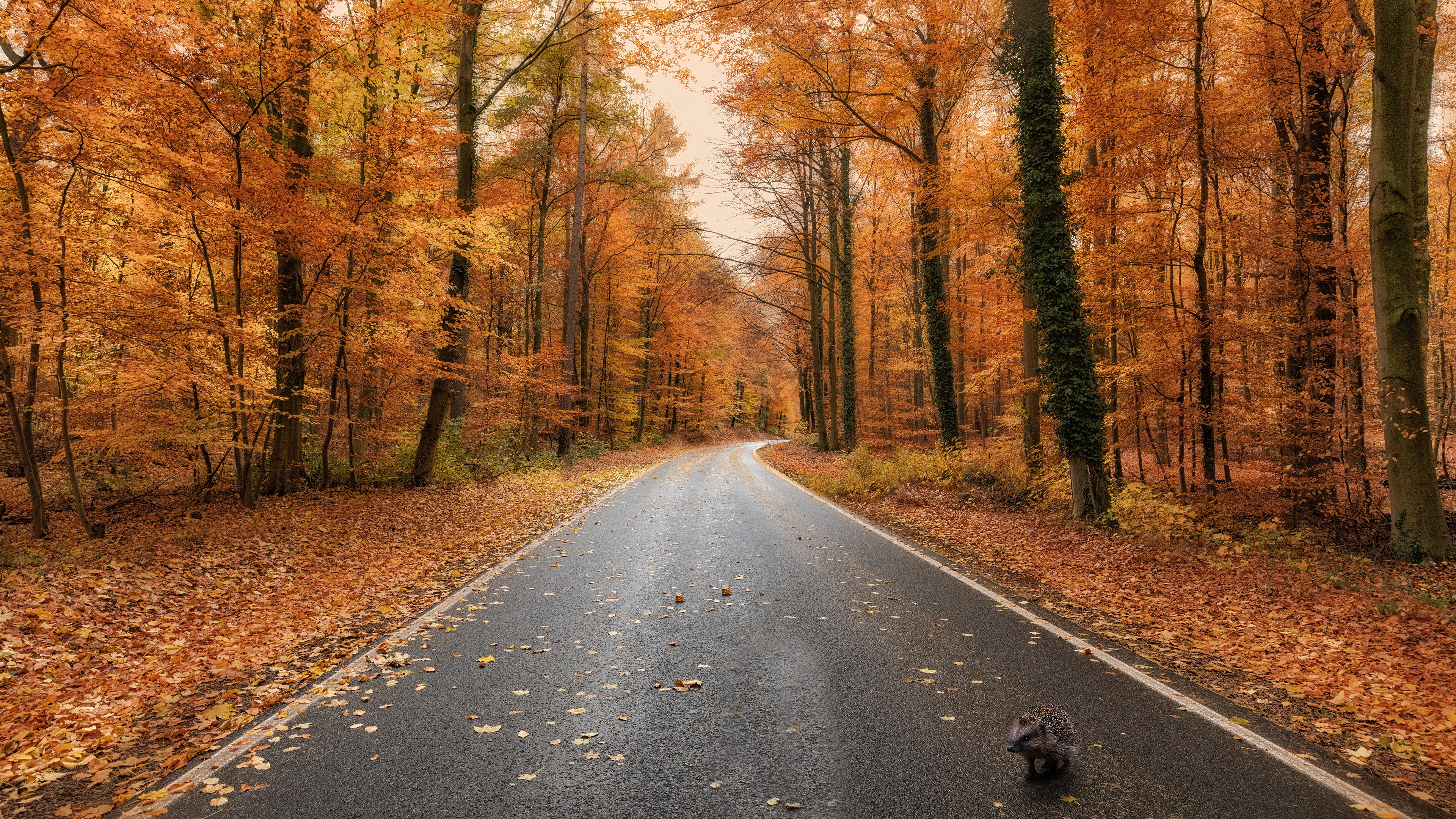 Hedgehog on a road in an autumn forest 4K HD Wallpaper