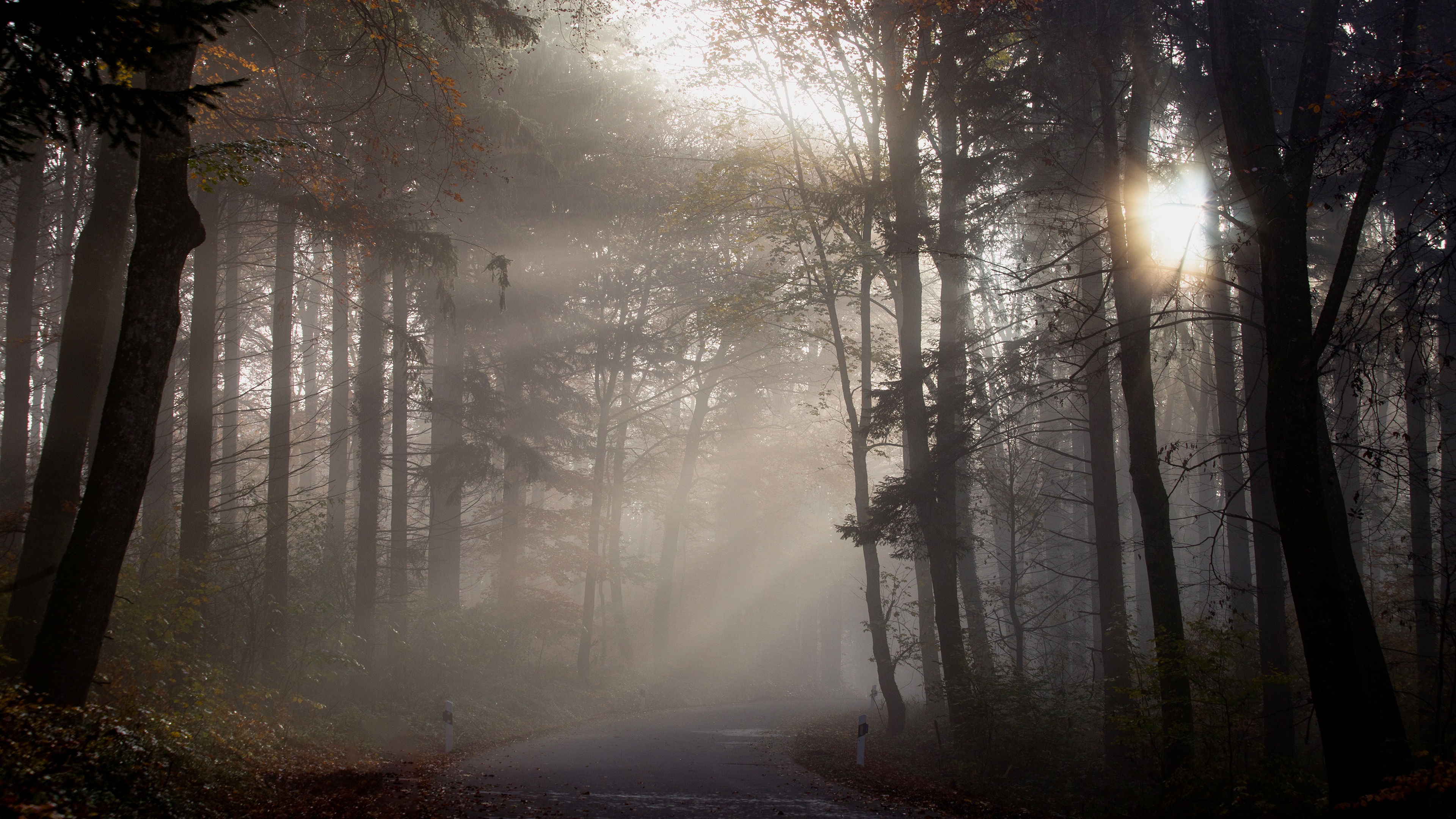 Sunbeams through foggy forest road in fall HD Wallpaper