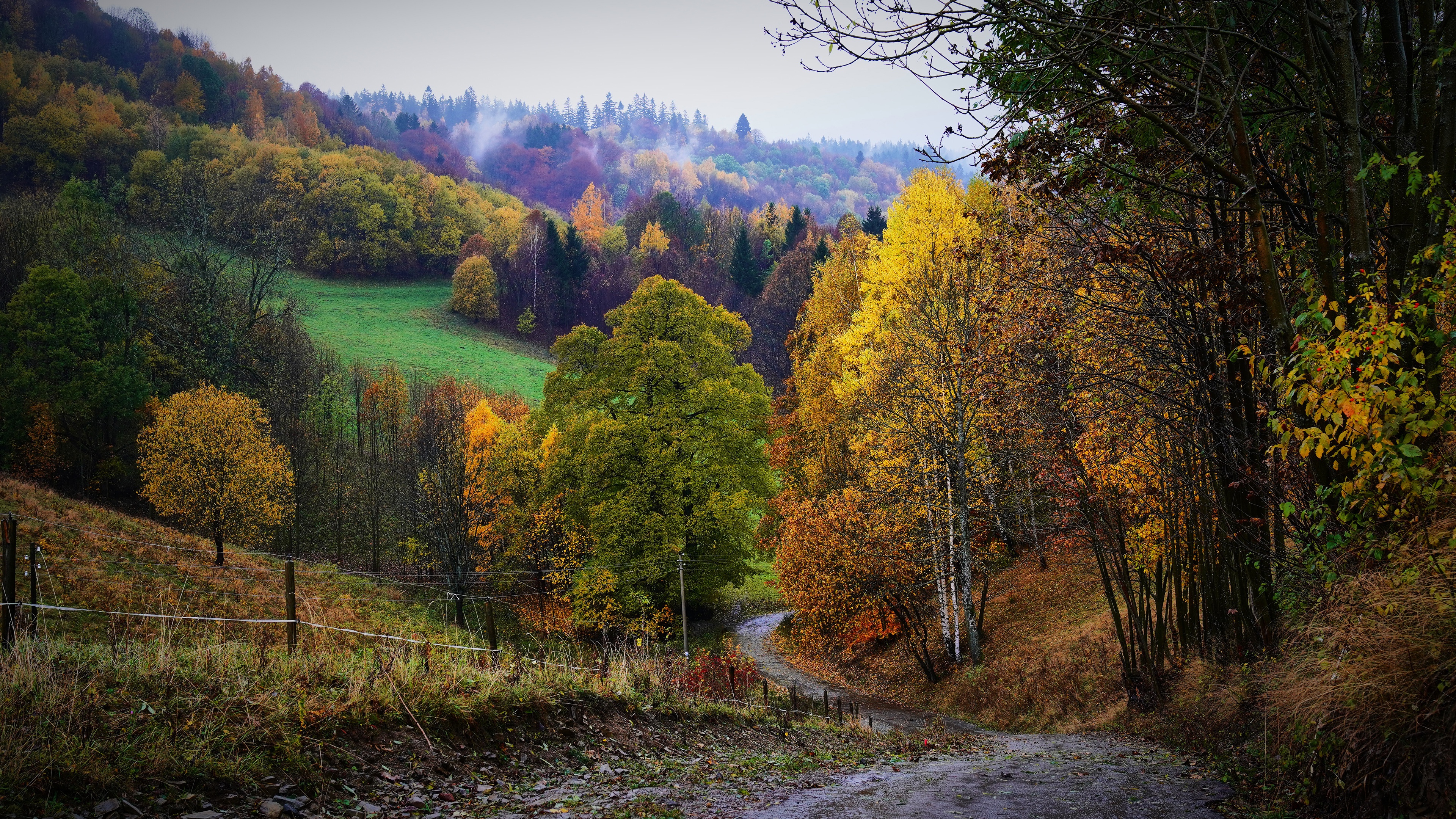 Autumn forest path with fog and fence HD Wallpaper