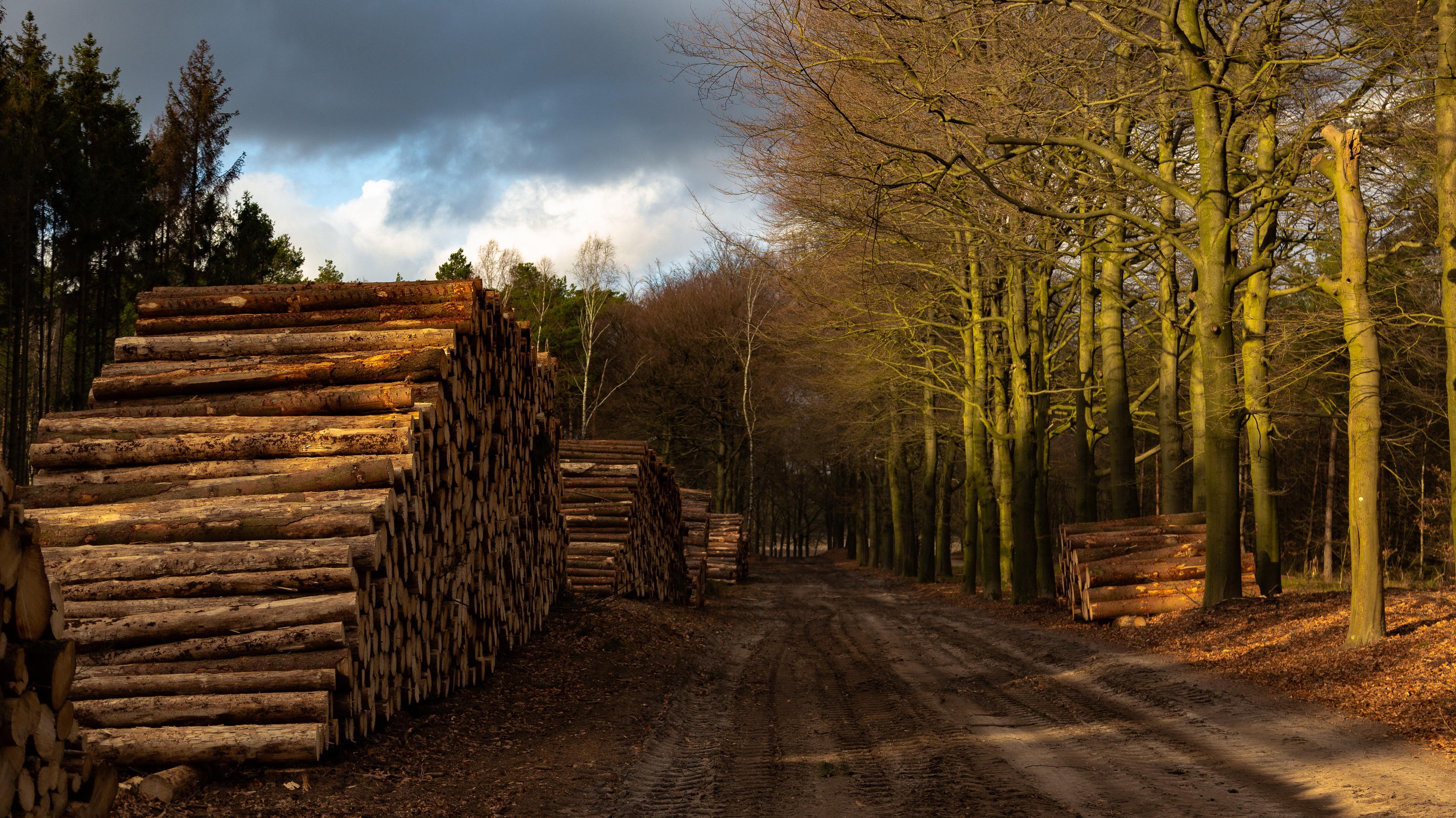 Logs stacked by a forest road HD Wallpaper