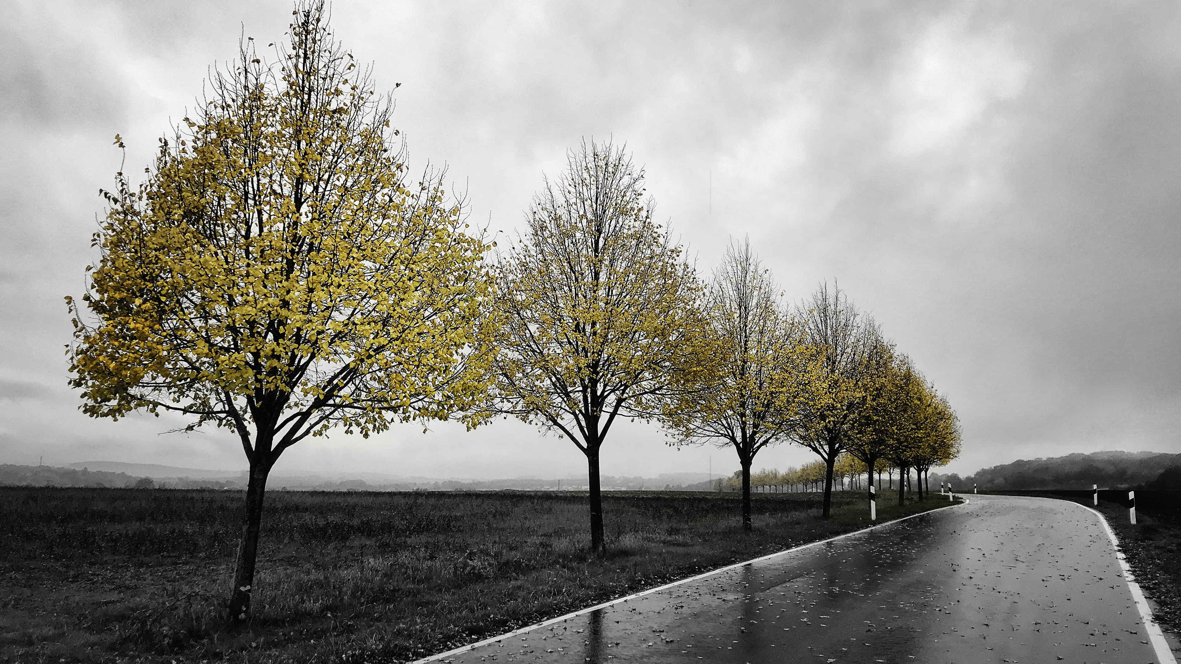 Road with yellow trees in fall HD Wallpaper