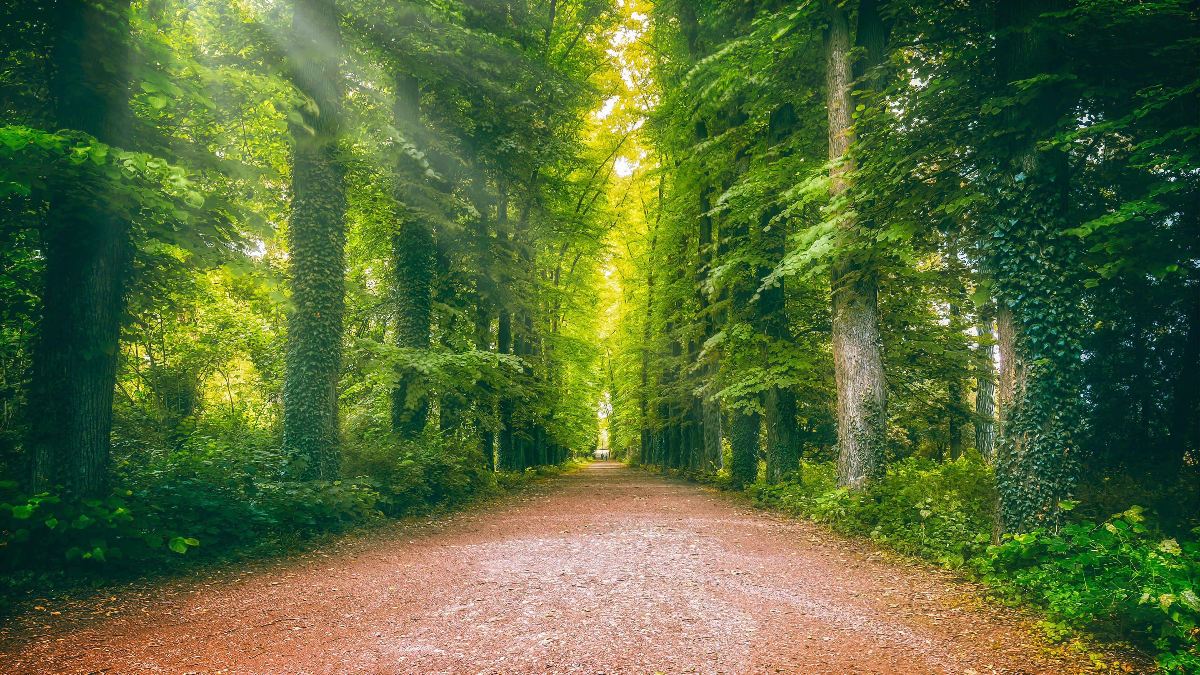 Dirt Road Through a Green Forest with Sunlight HD Wallpaper