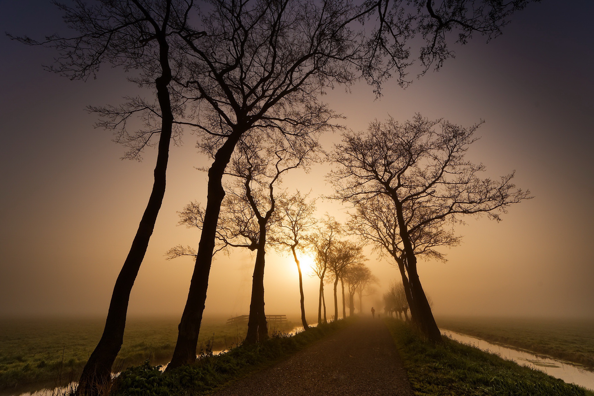 Trees lining a foggy road at sunset HD Wallpaper