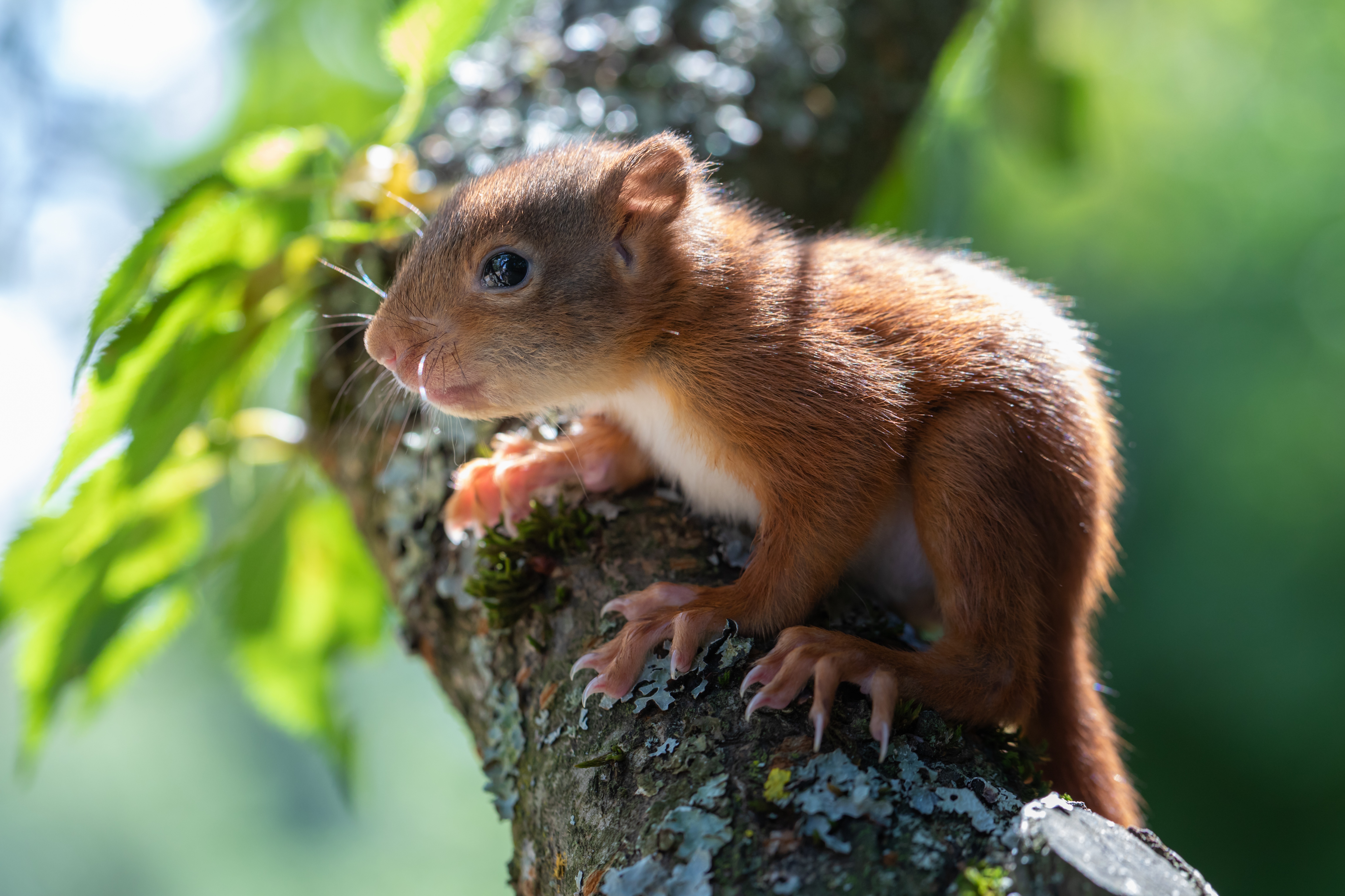 Cute baby squirrel on a tree branch HD Wallpaper