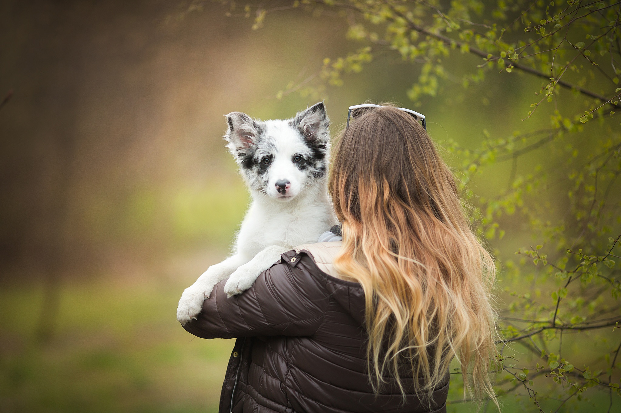 Woman holding a Border Collie puppy outdoors HD Wallpaper