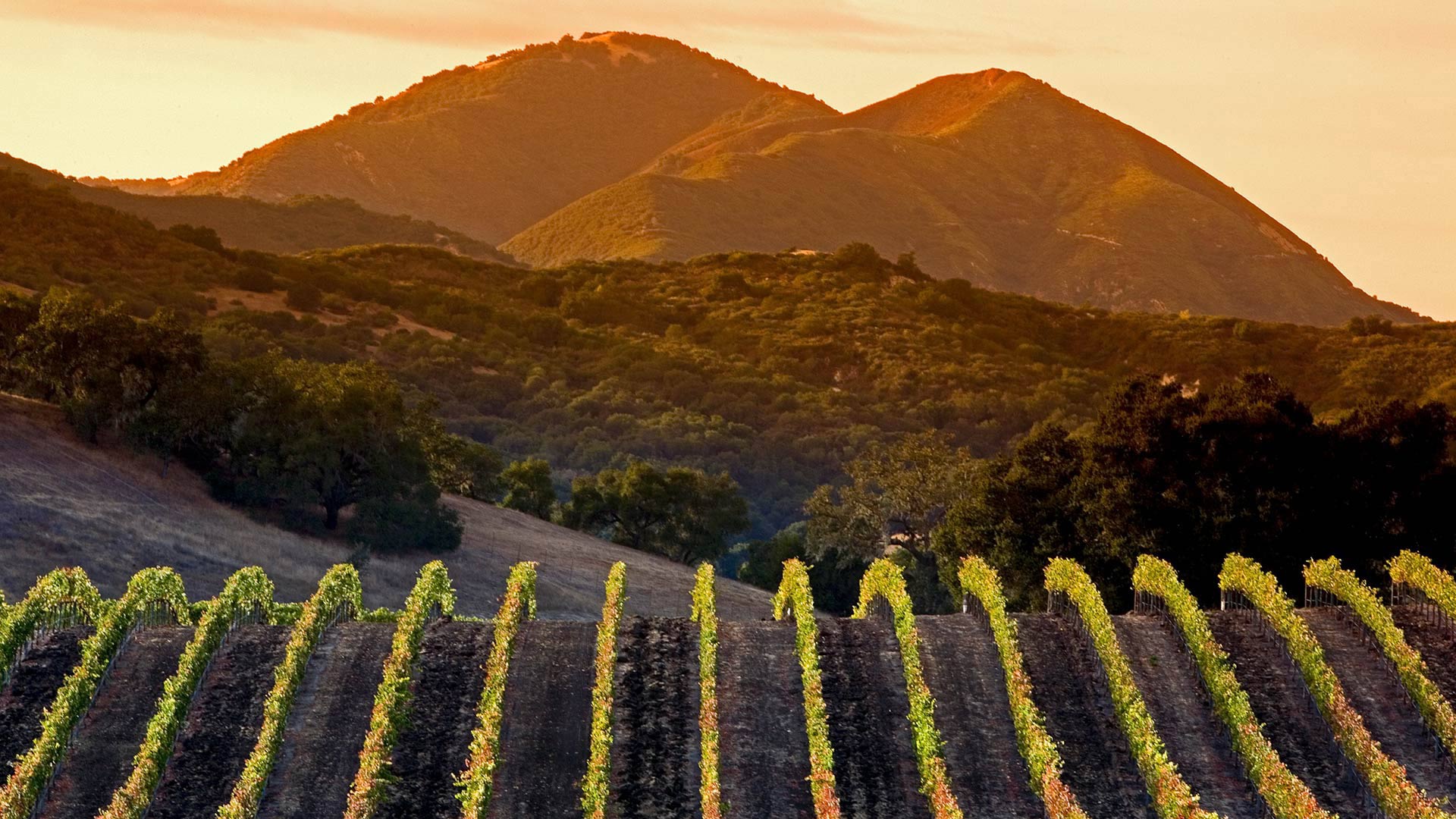 Vineyard in California Mountains at Sunset HD Wallpaper