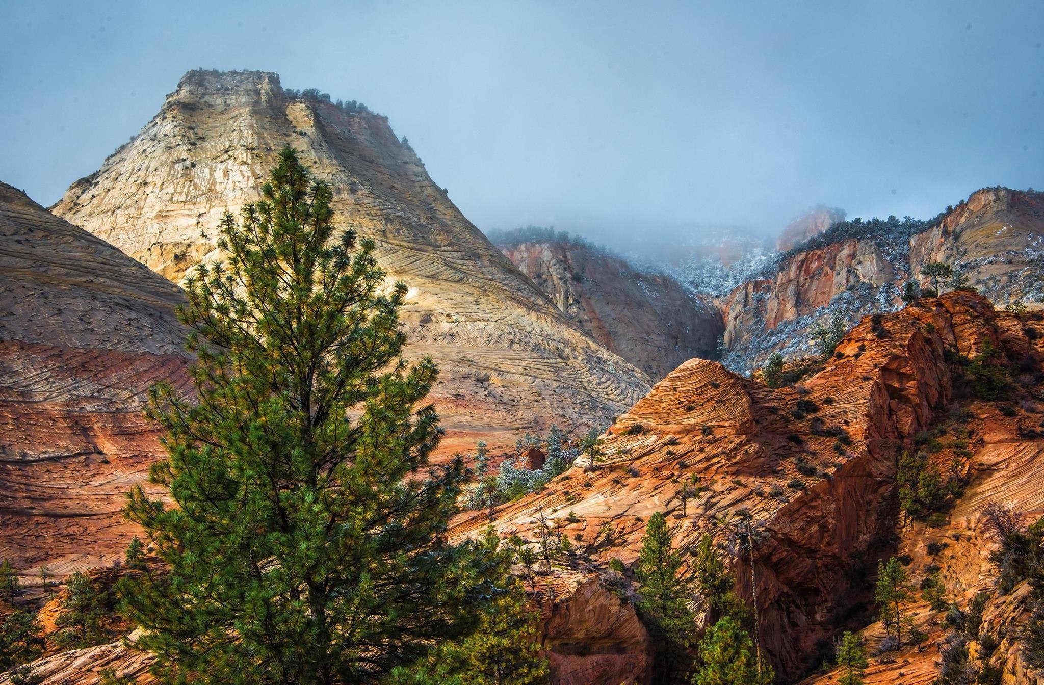 Canyon with pine tree and snow-dusted mountains HD Wallpaper