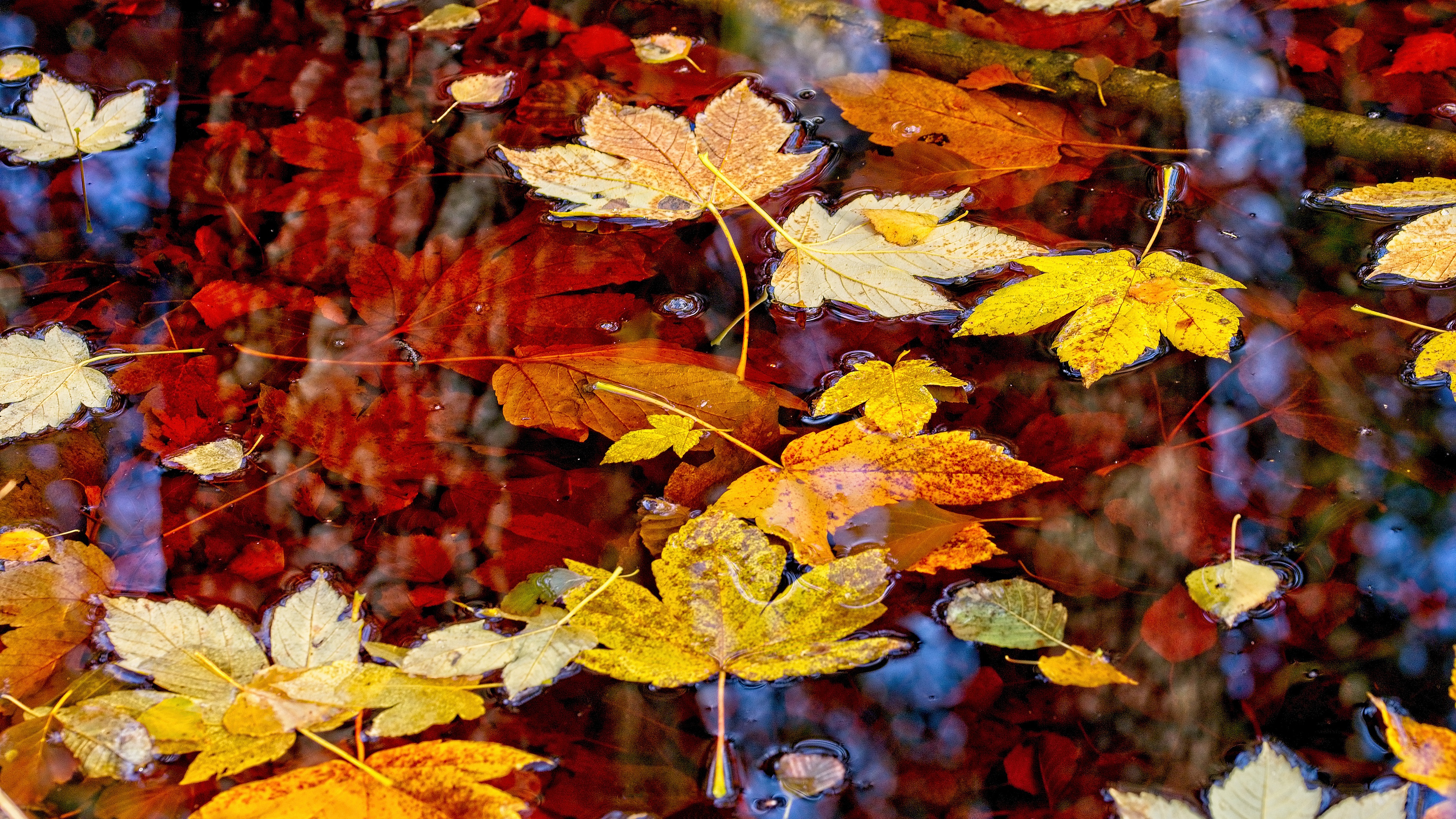 Maple Leaves Floating on Water in Fall 4K HD Wallpaper