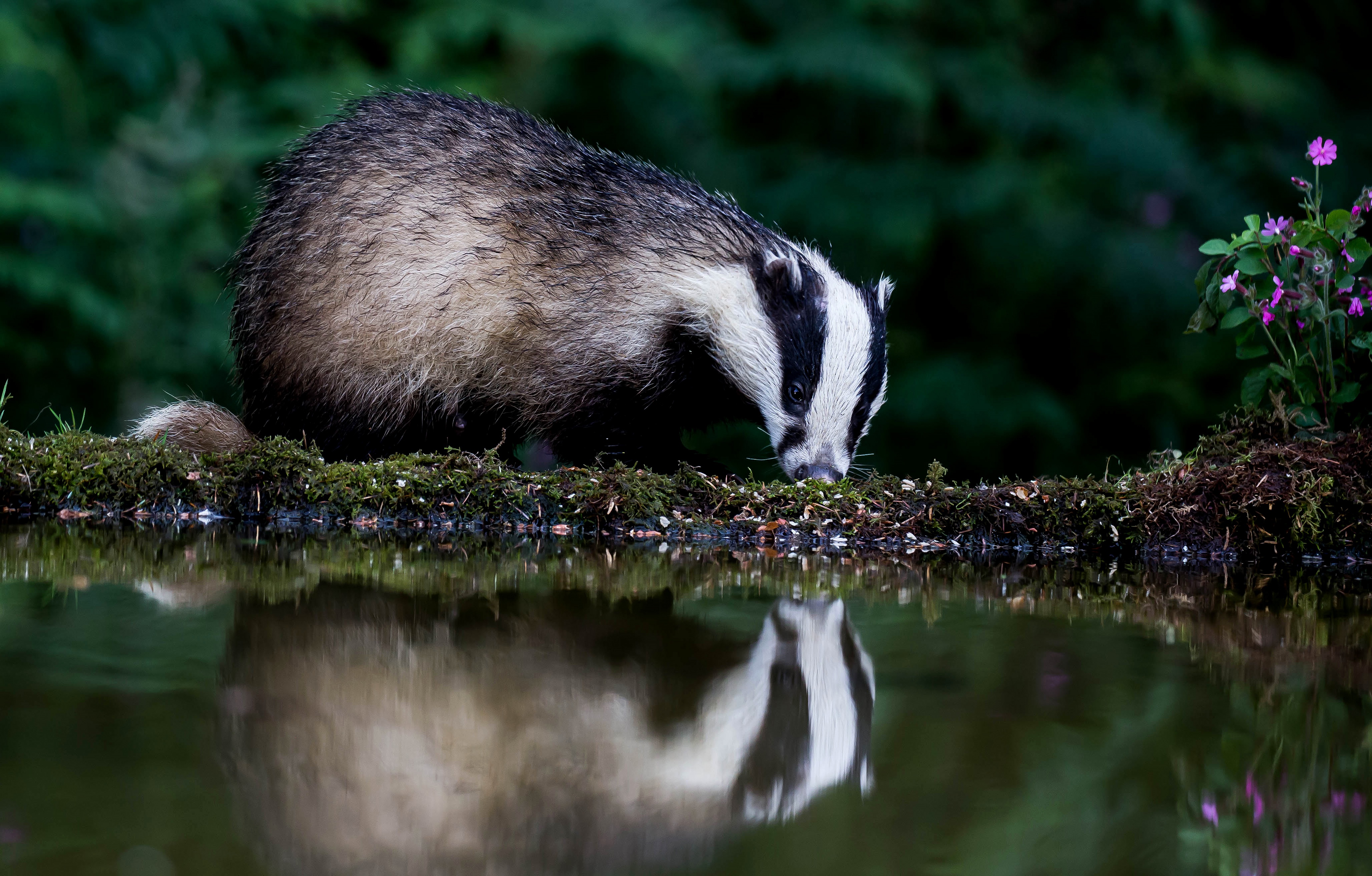 Badger drinking water with reflection HD Wallpaper