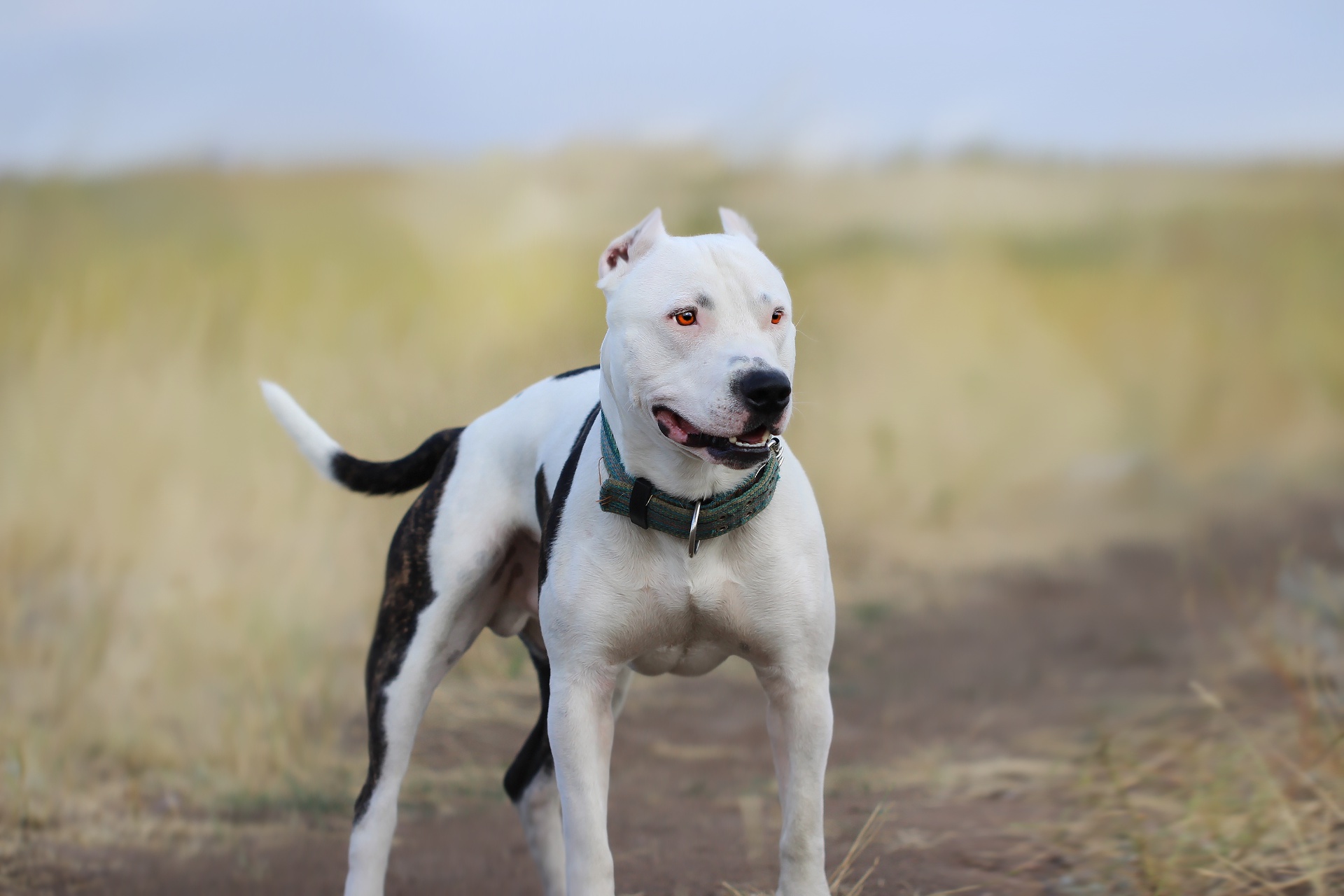White Pit Bull dog with black markings HD Wallpaper
