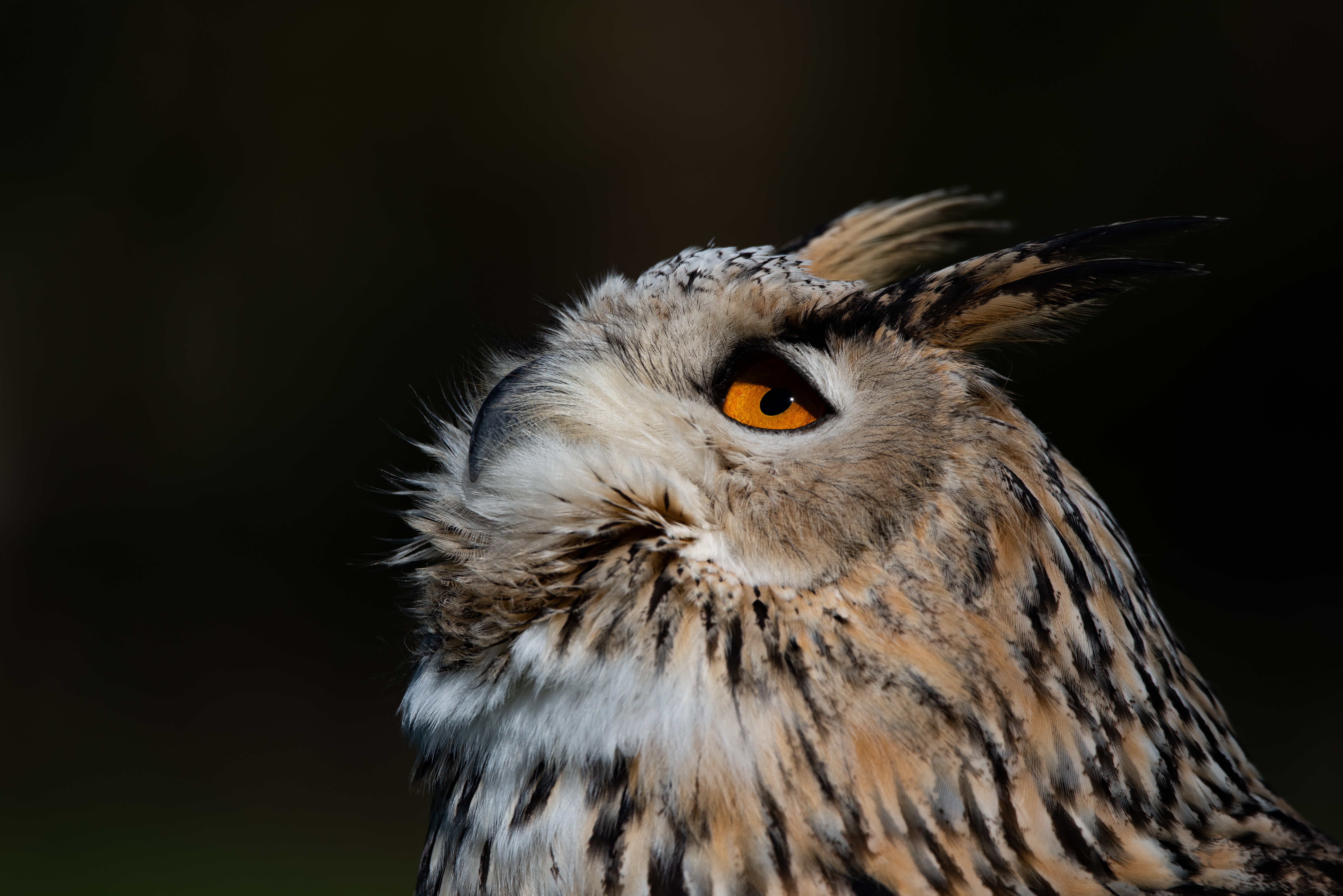 Eurasian Eagle-Owl close-up HD Wallpaper