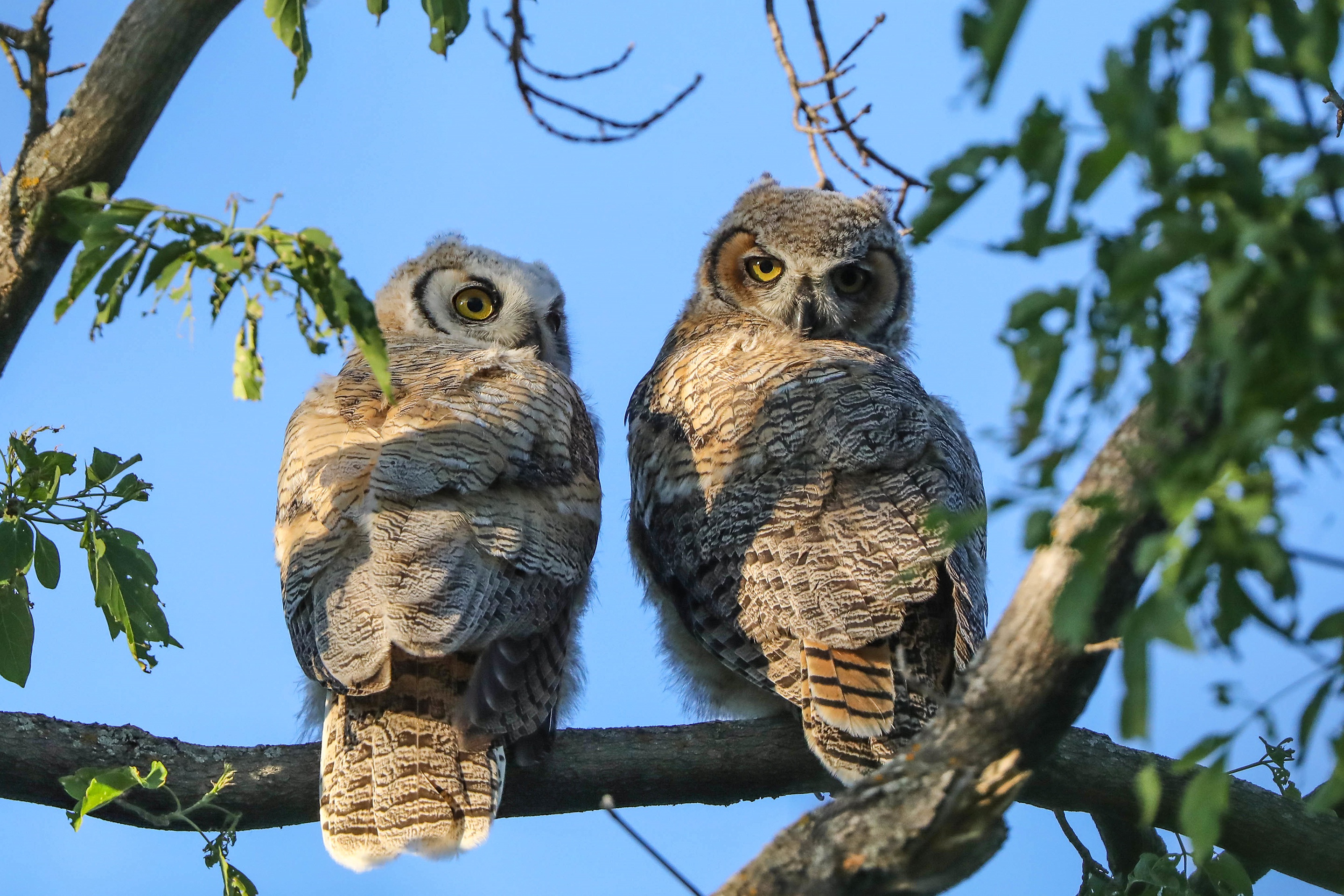 Two young owls perched on a tree branch HD Wallpaper