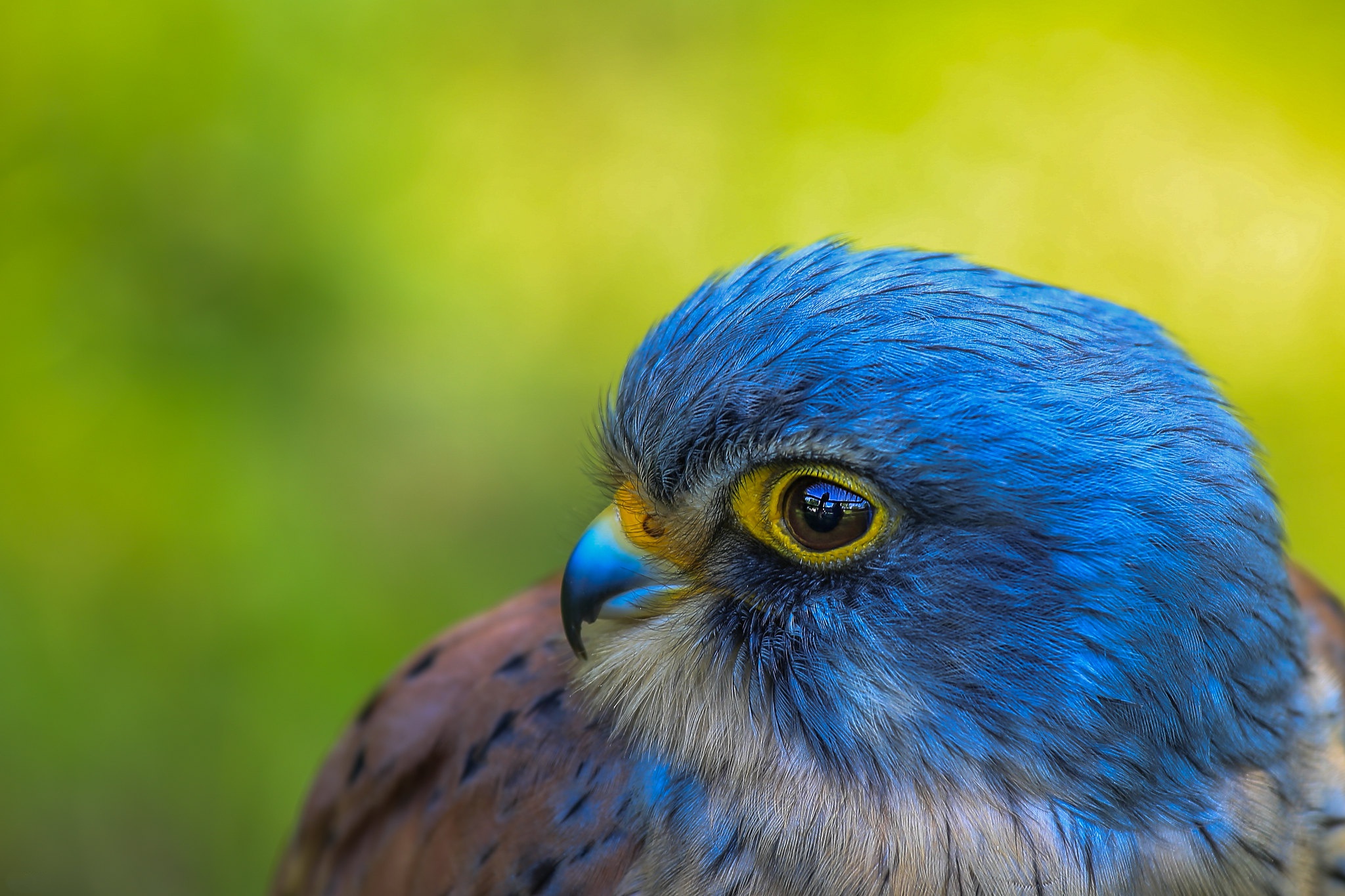 Close-up of an American Kestrel bird HD Wallpaper
