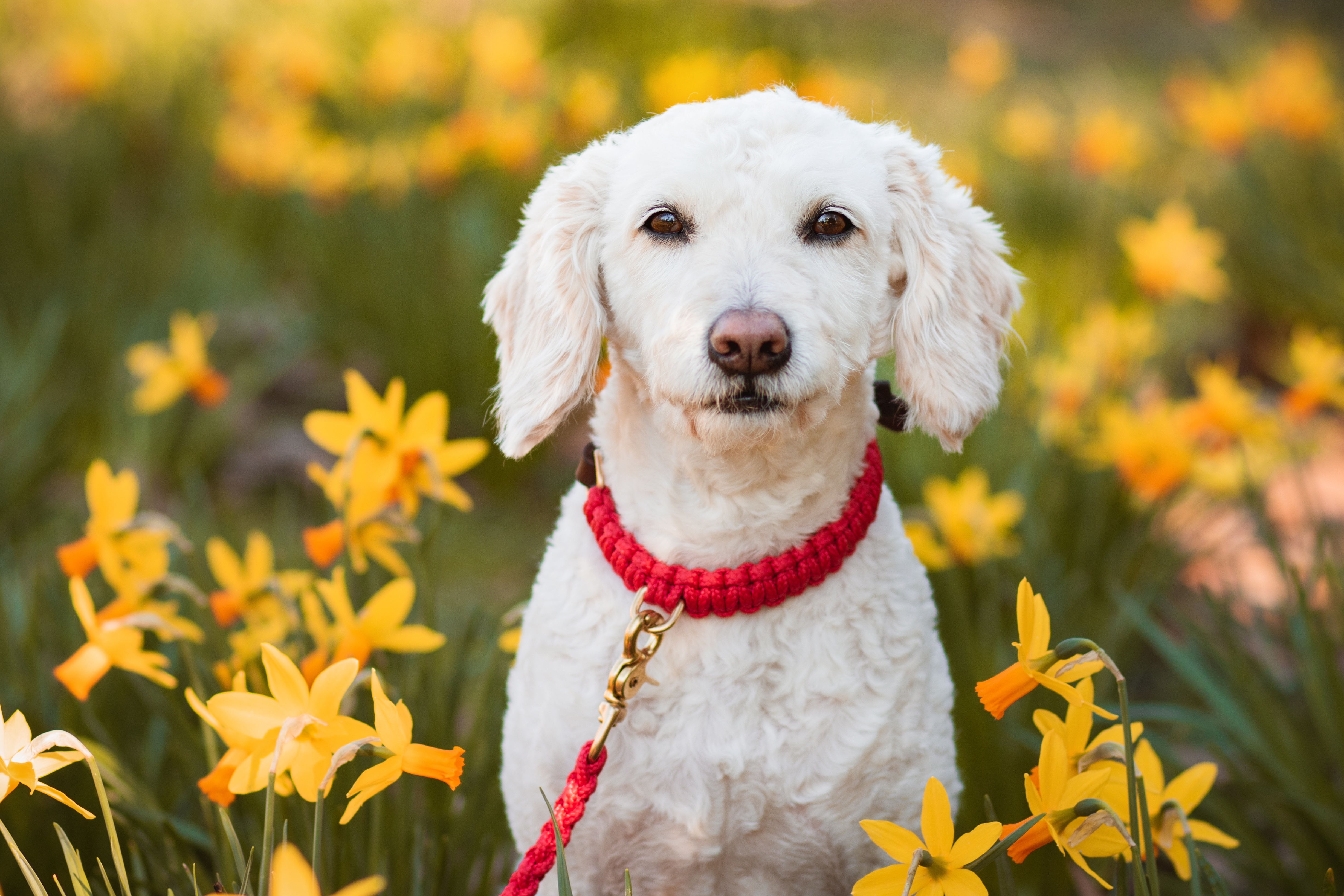White dog with red collar in daffodils 4K HD Wallpaper